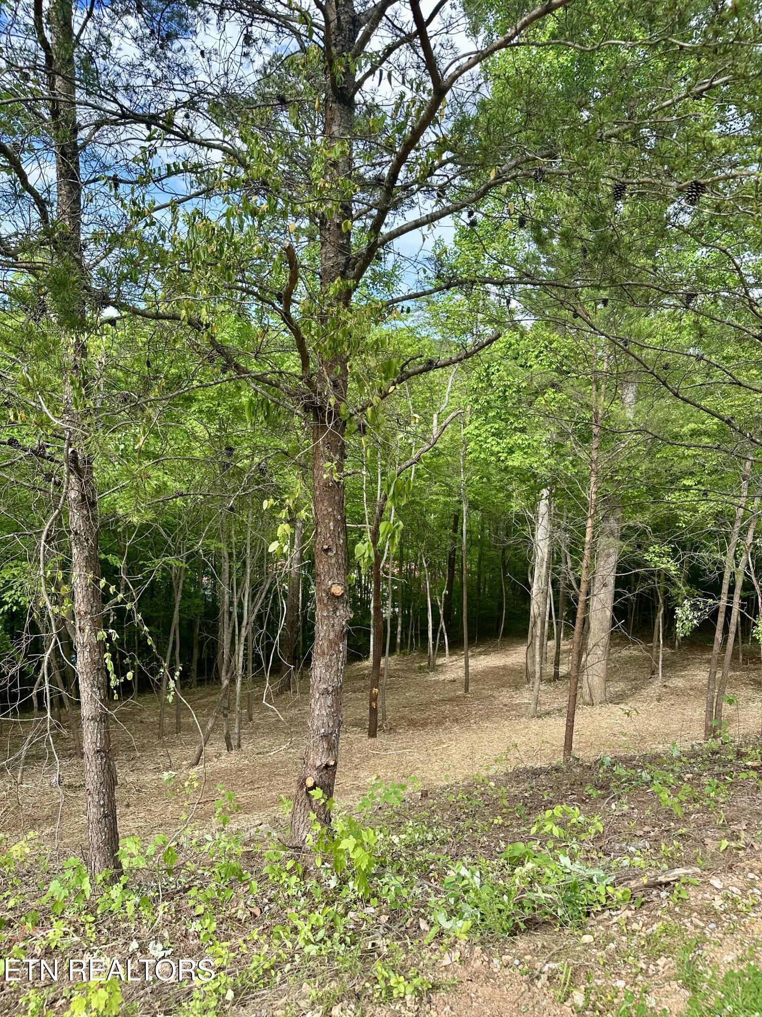 Norris Lake Real Estate - Image# 13