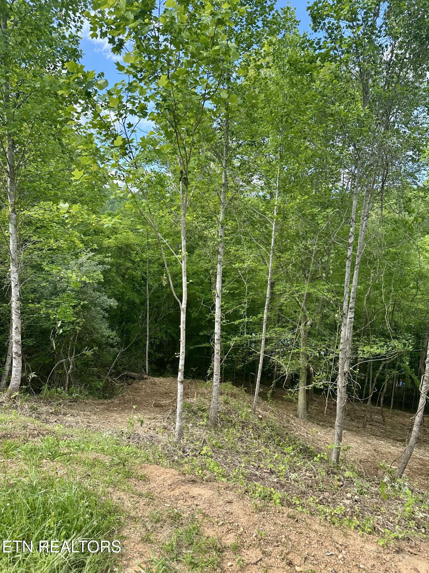 Norris Lake Real Estate - Image# 14