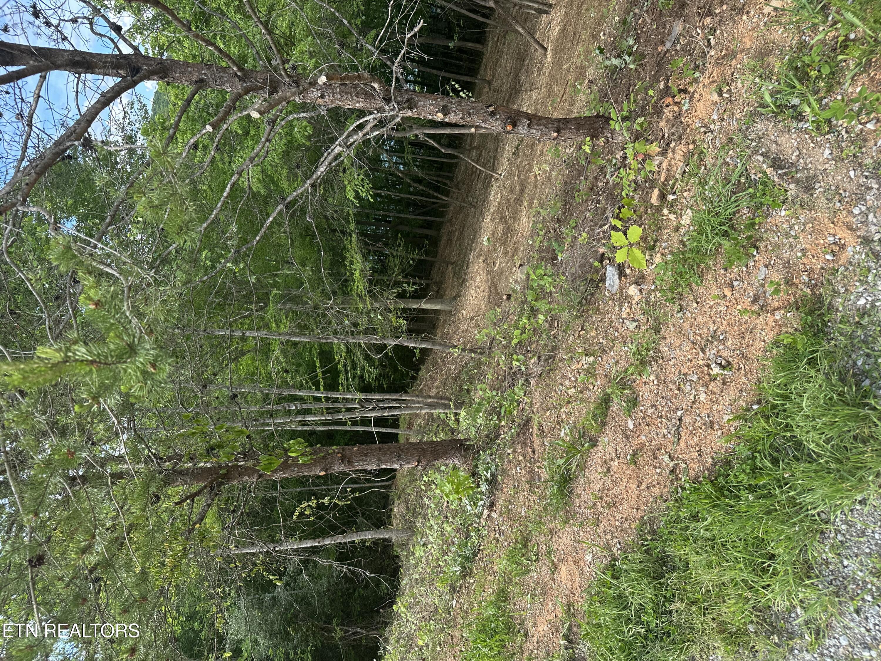 Norris Lake Real Estate - Image# 18