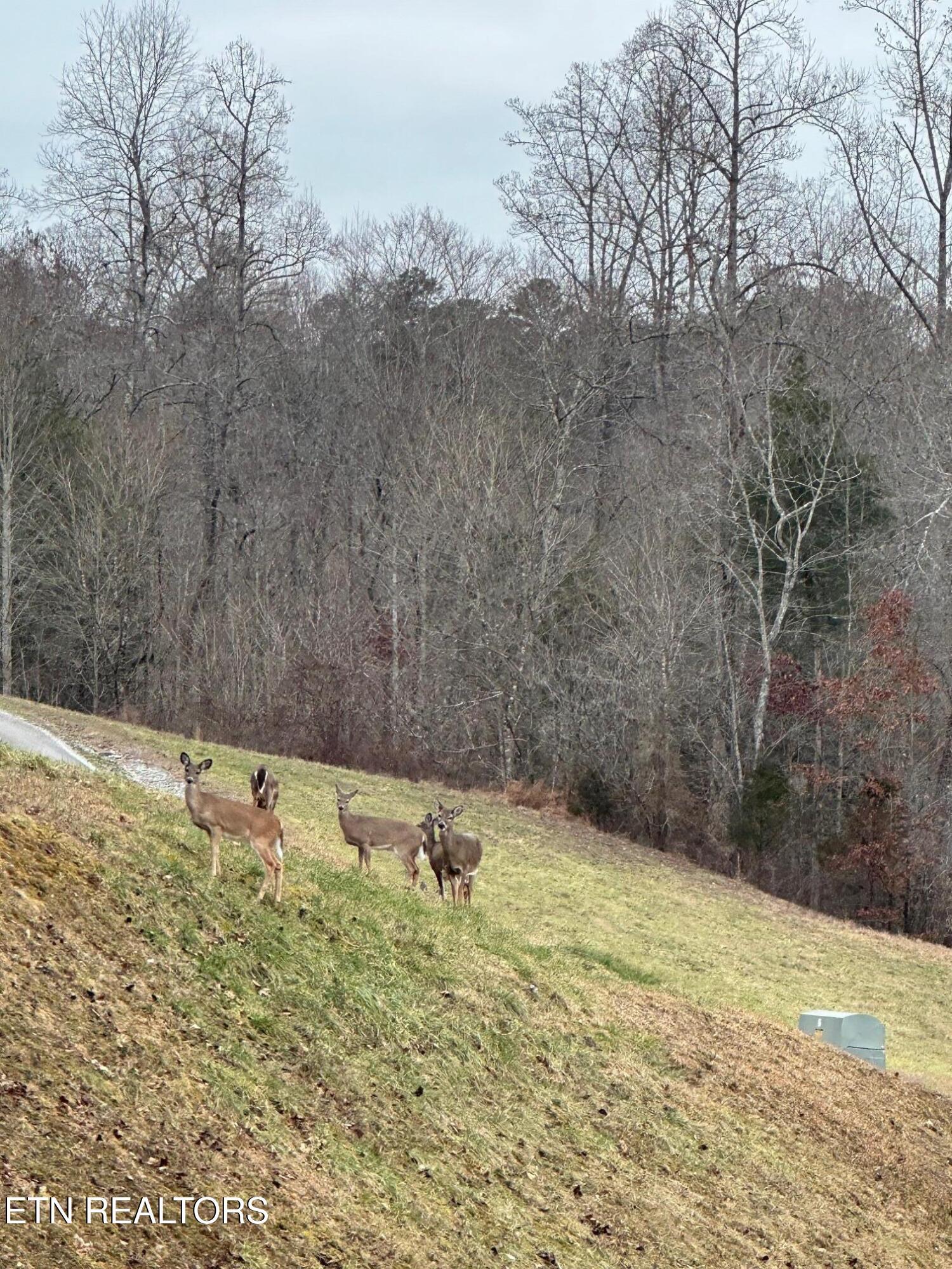 211 & 212 Suncrest Cove, Lafollette, TN - Norris Lake Real Estate - Image# 17