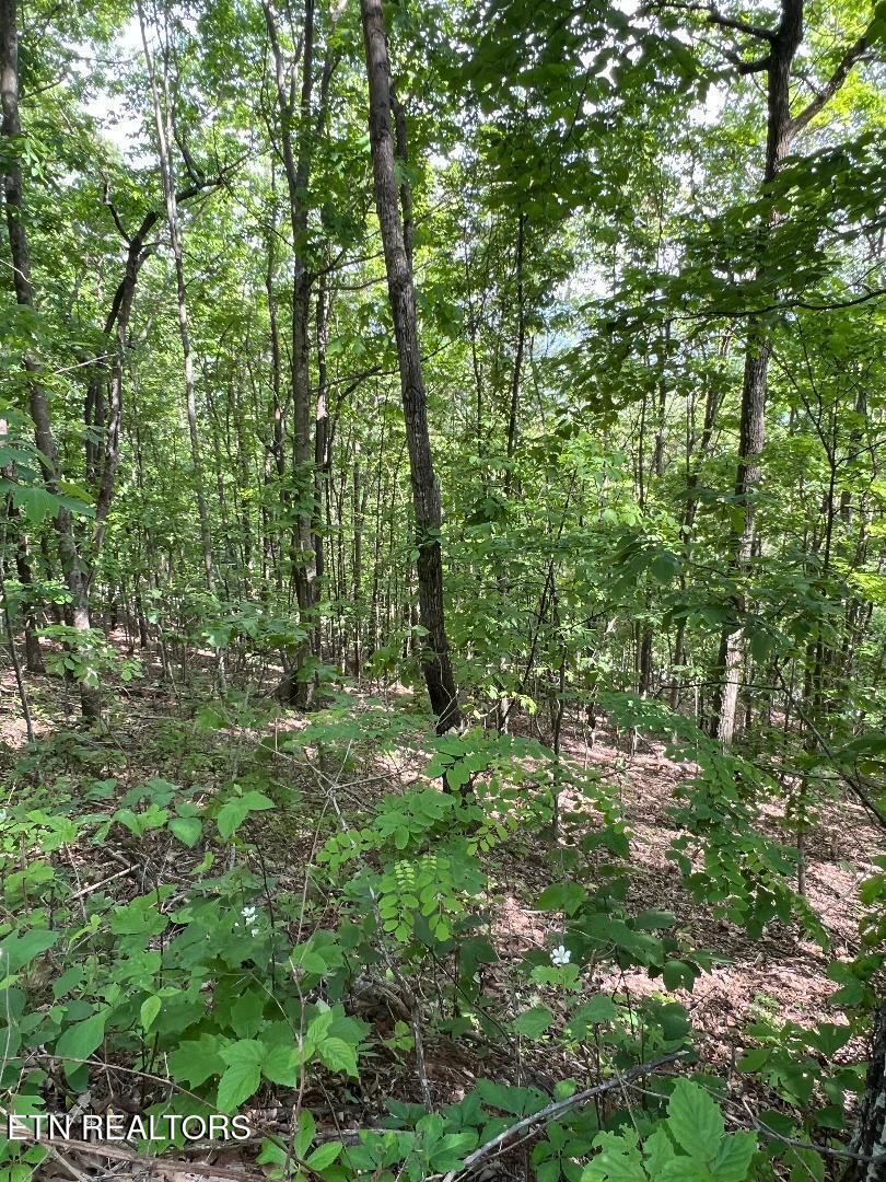 Lt 225 Clinch View Rd, New Tazewell, TN - Norris Lake Real Estate - Image# 8