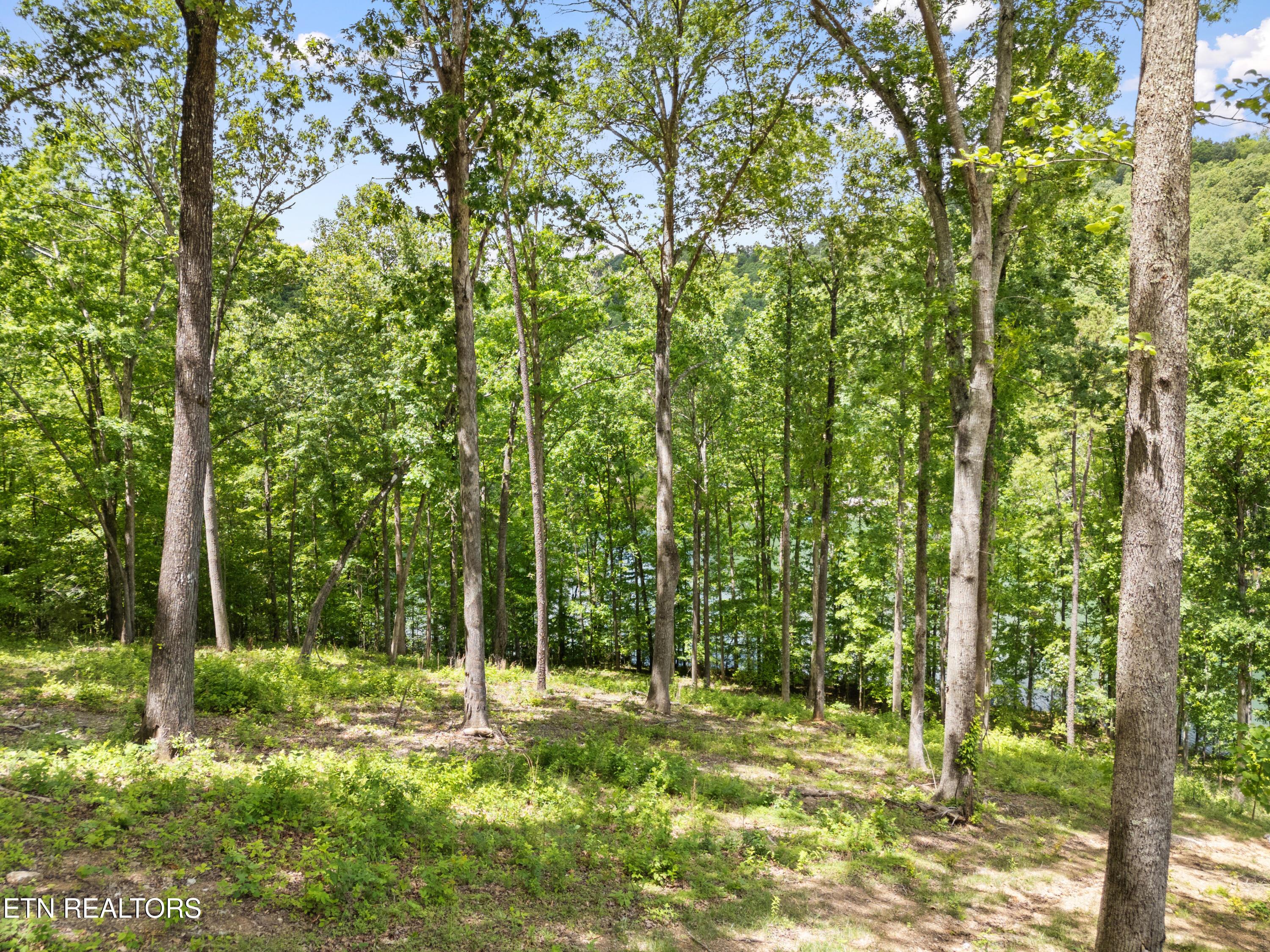 Lot 6 Shanghai Landing Lane, Lafollette, TN - Norris Lake Real Estate - Image# 16