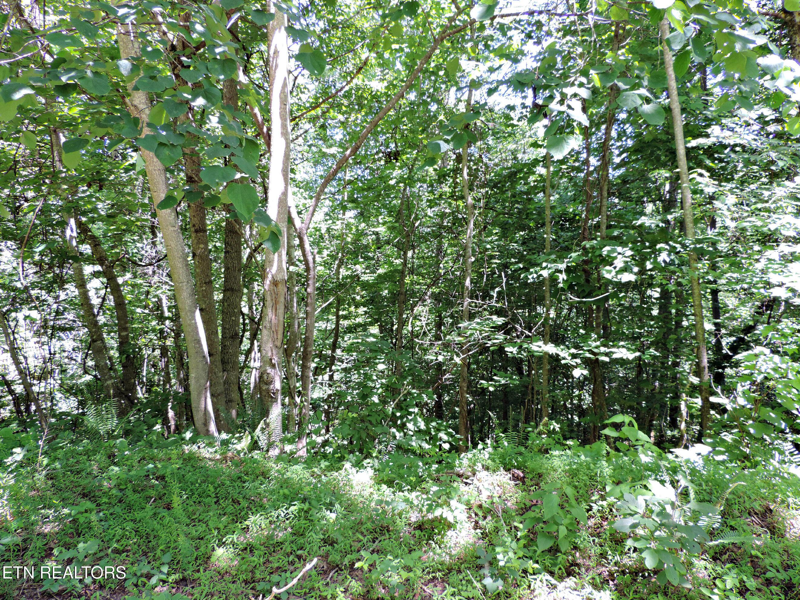 Bear Creek Road, Tazewell, TN - Norris Lake Real Estate - Image# 18