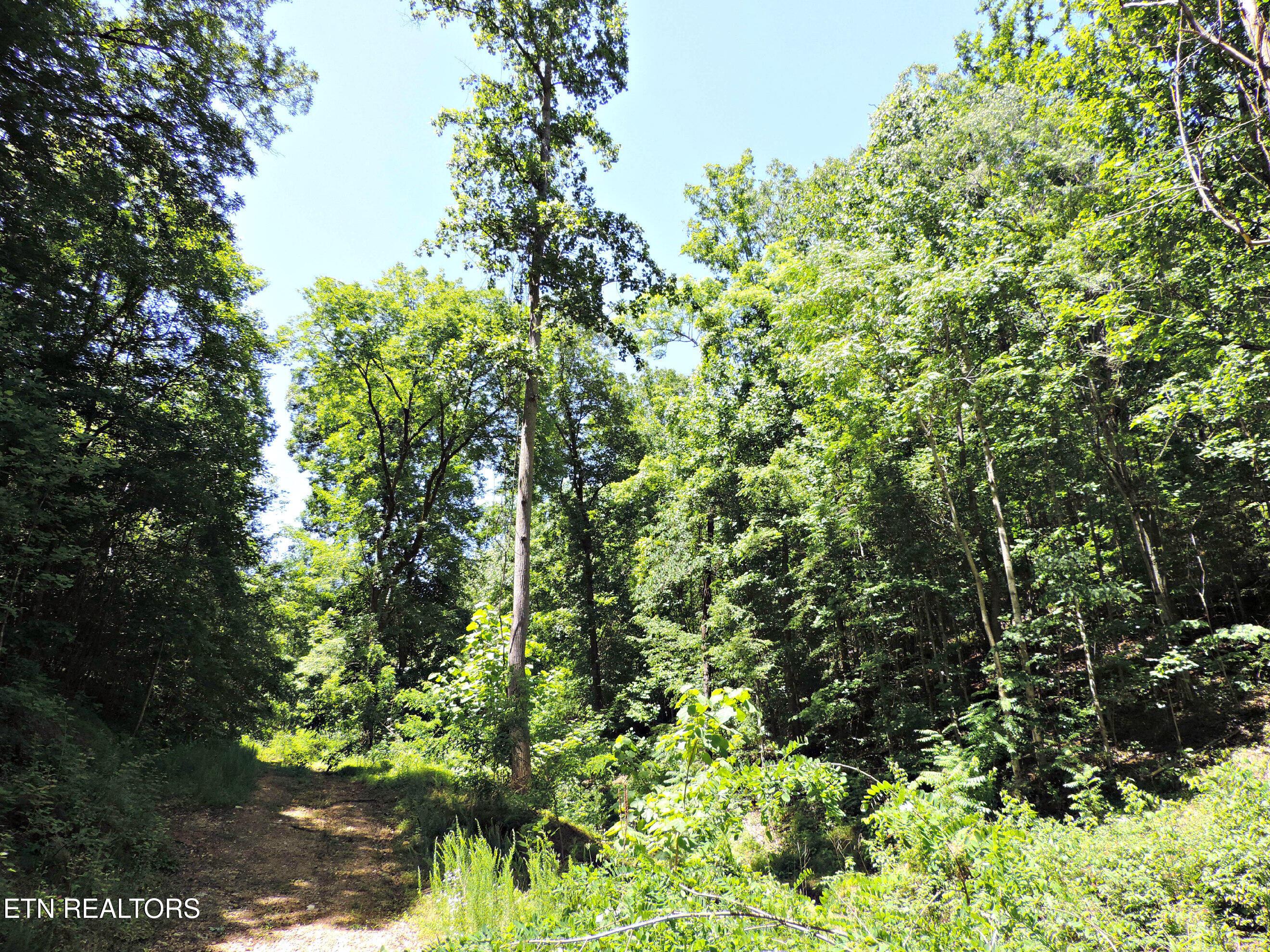 Bear Creek Road, Tazewell, TN - Norris Lake Real Estate - Image# 22