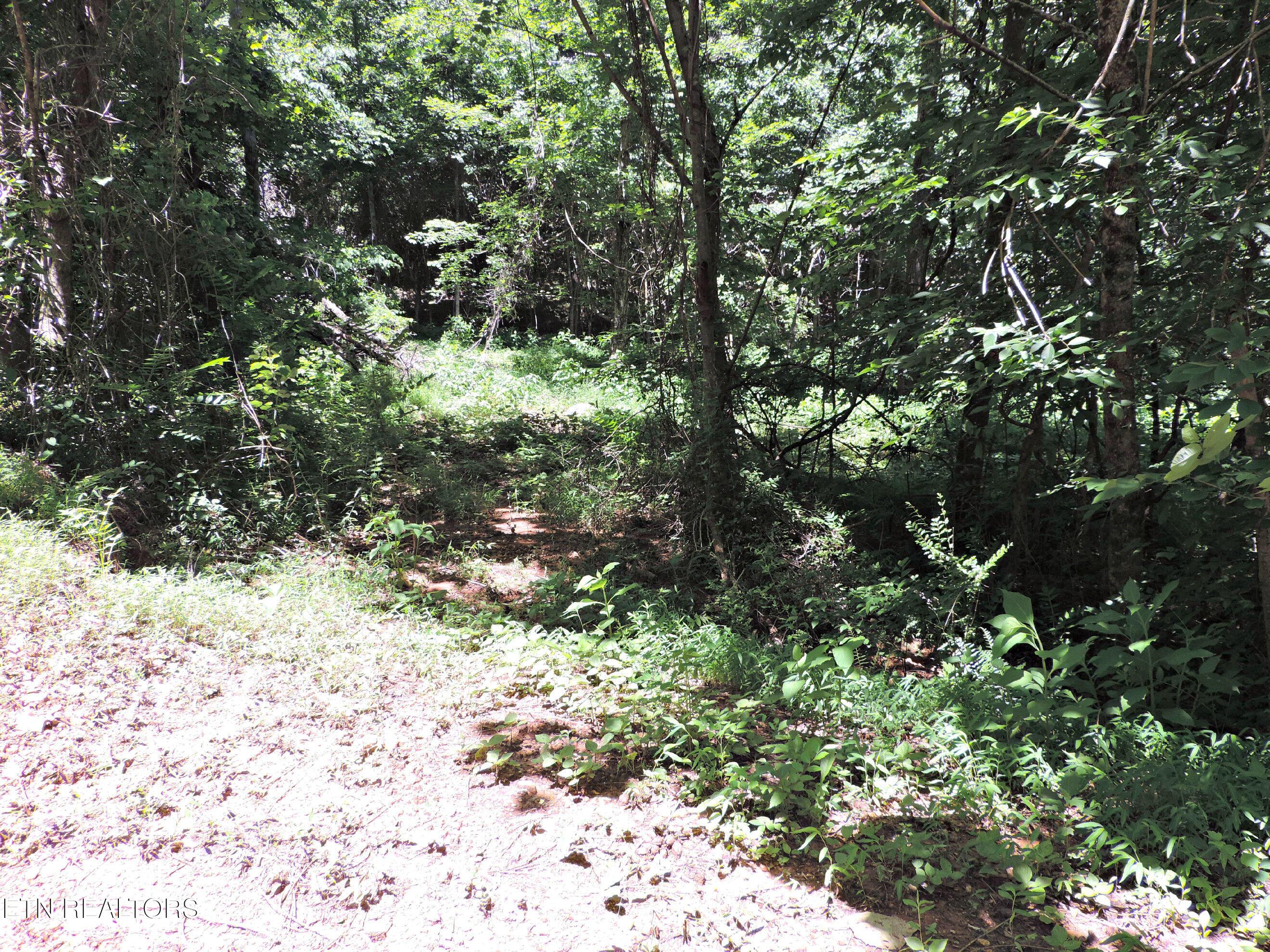 Bear Creek Road, Tazewell, TN - Norris Lake Real Estate - Image# 26