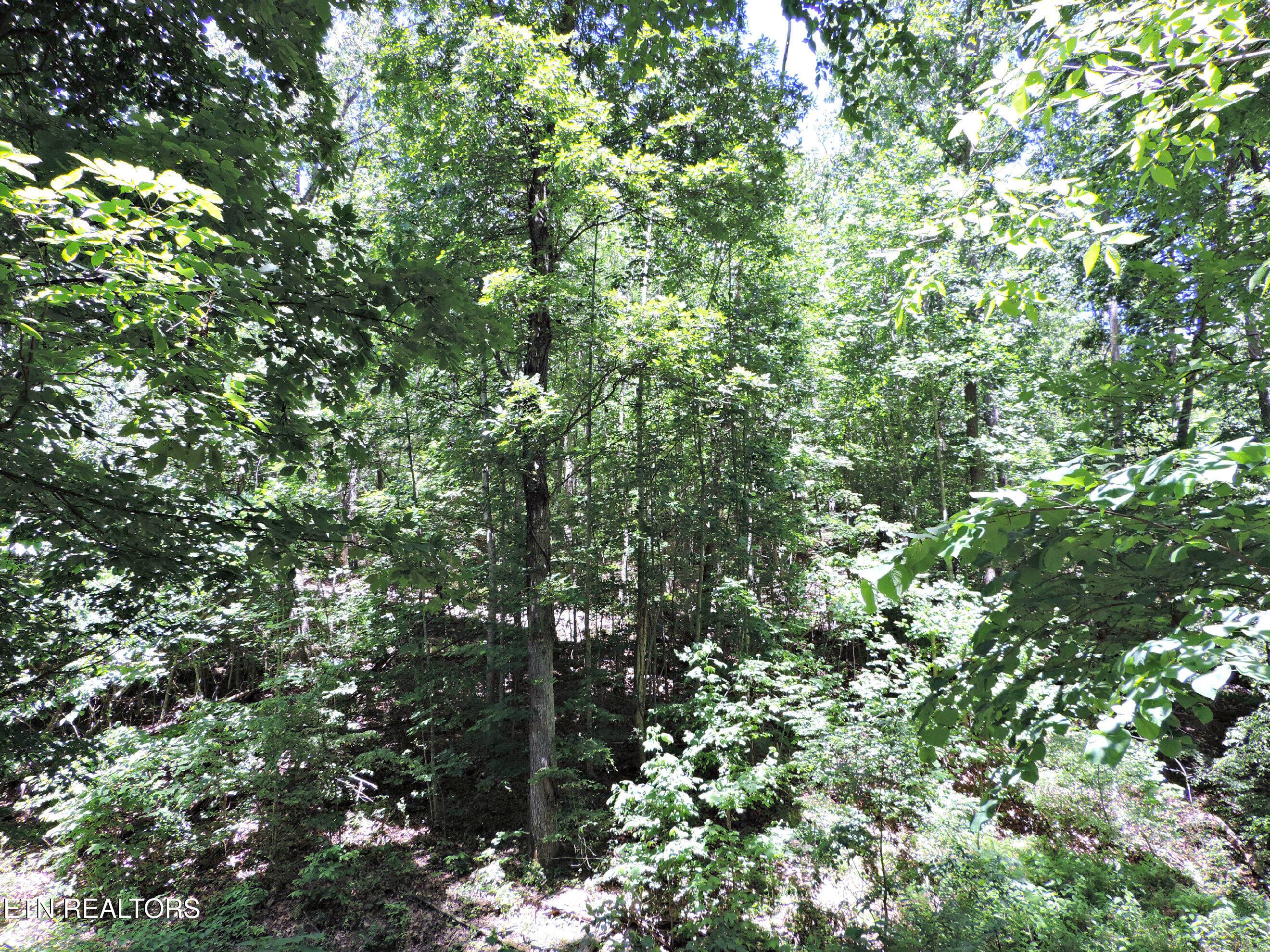 Bear Creek Road, Tazewell, TN - Norris Lake Real Estate - Image# 30