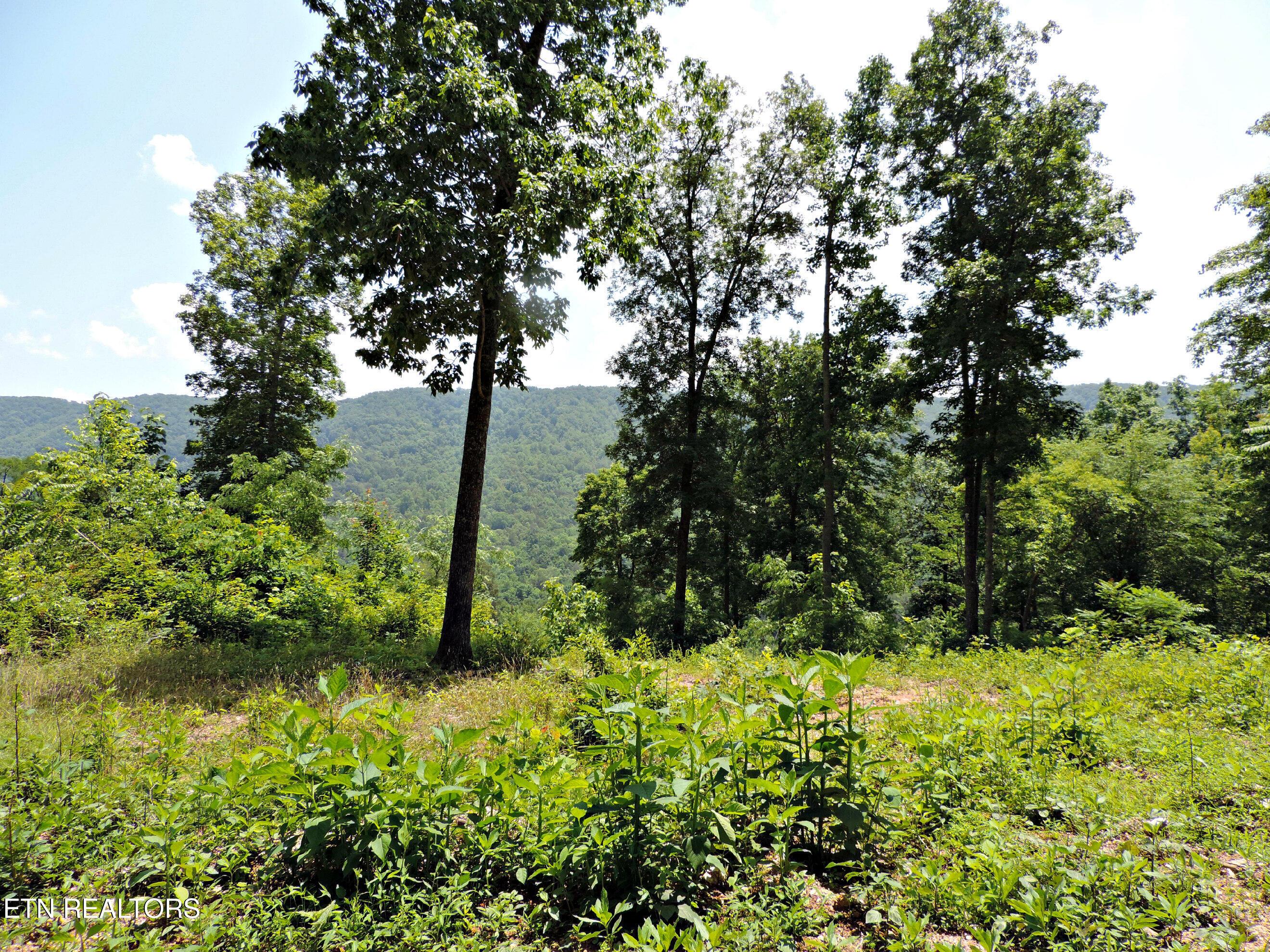 Bear Creek Road, Tazewell, TN - Norris Lake Real Estate - Image# 34