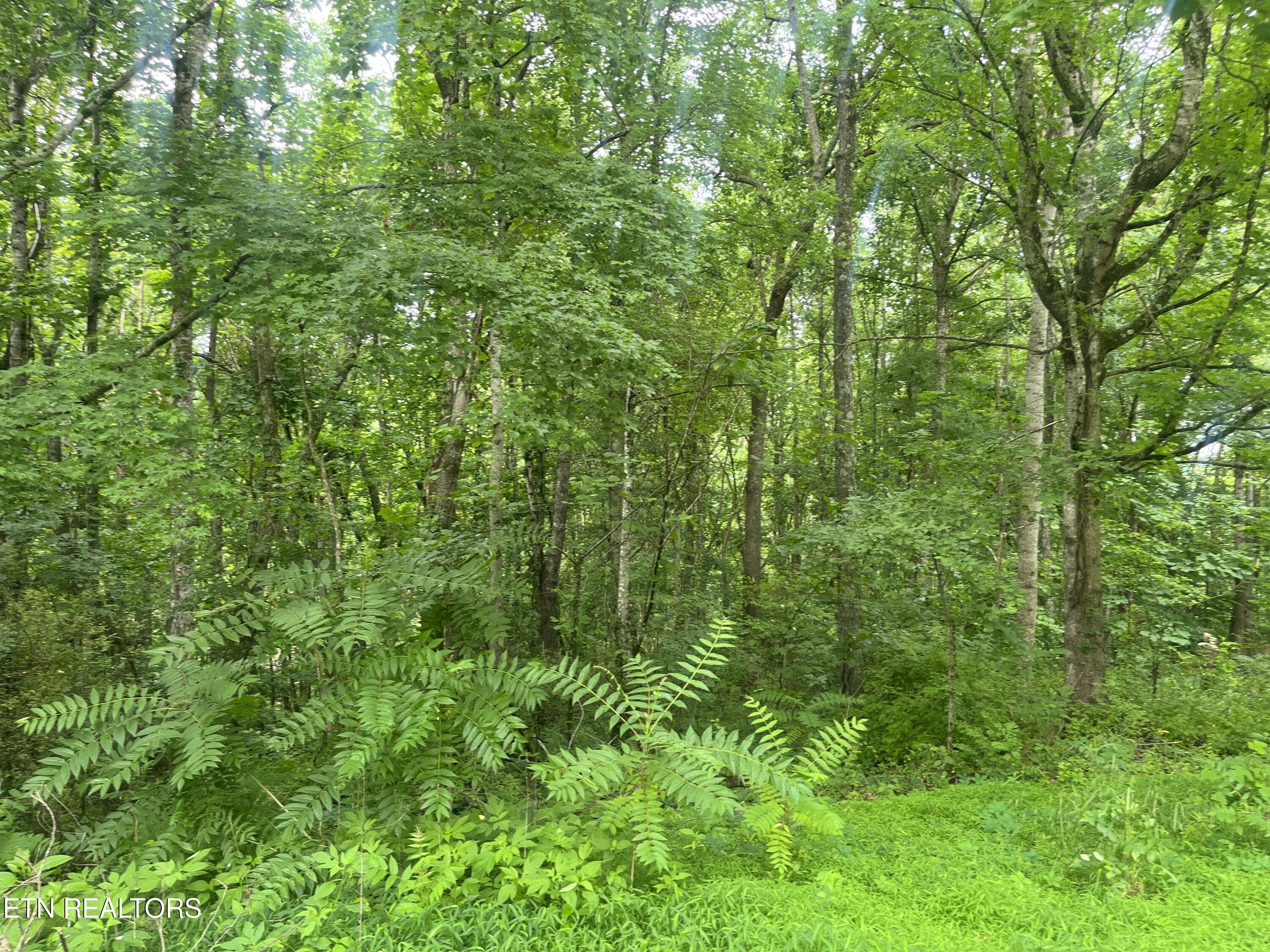 TBD Barker Rd, New Tazewell, TN - Norris Lake Real Estate - Image# 23