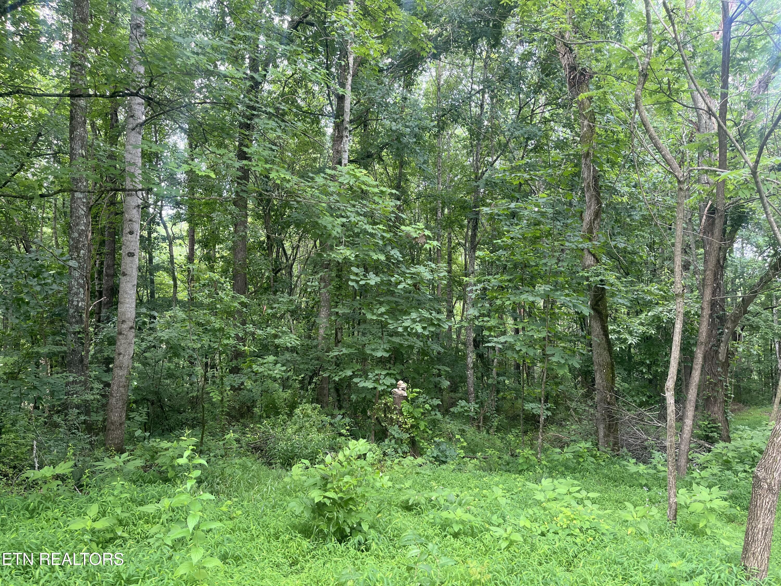 TBD Barker Rd, New Tazewell, TN - Norris Lake Real Estate - Image# 24
