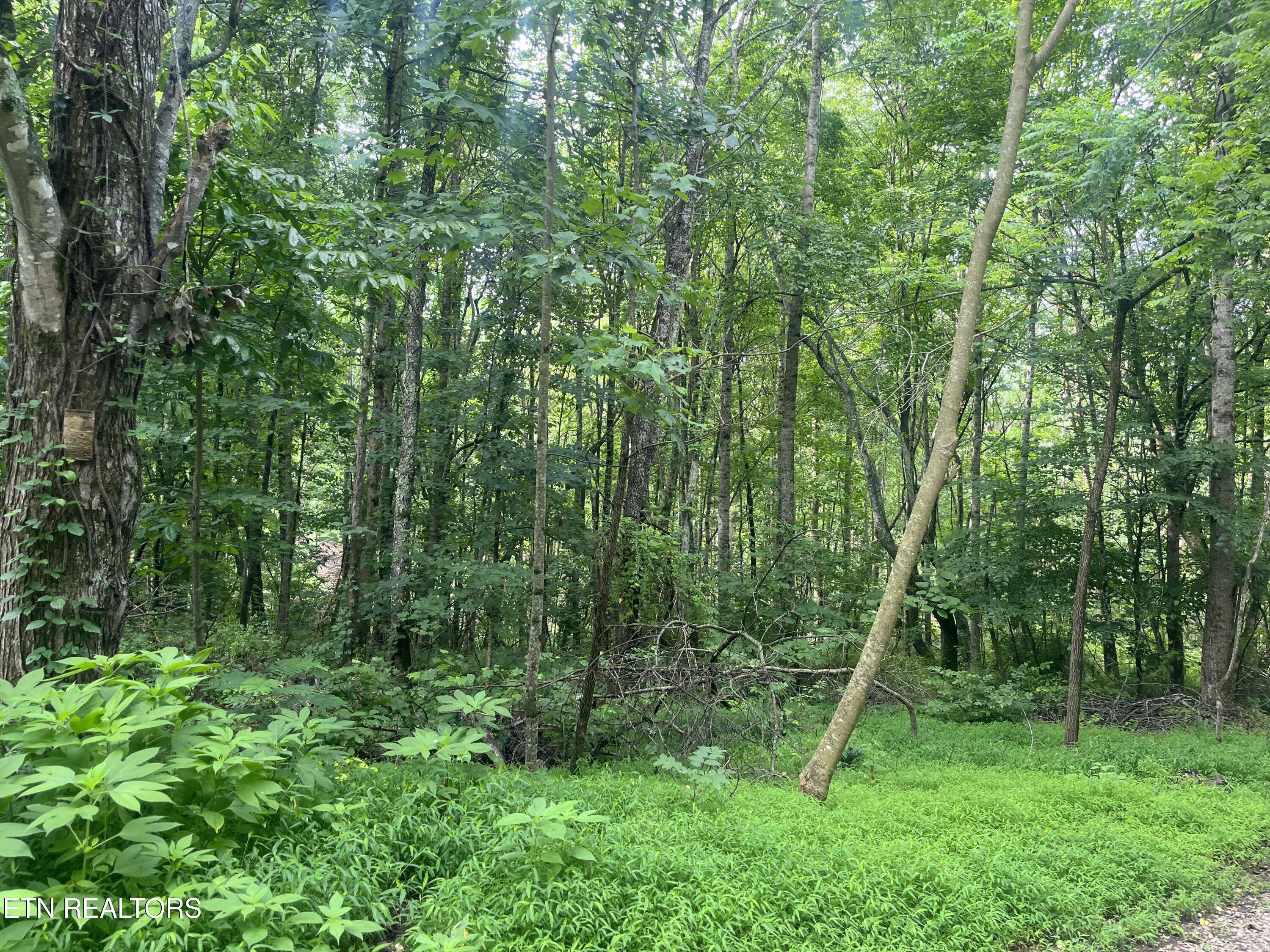 TBD Barker Rd, New Tazewell, TN - Norris Lake Real Estate - Image# 25