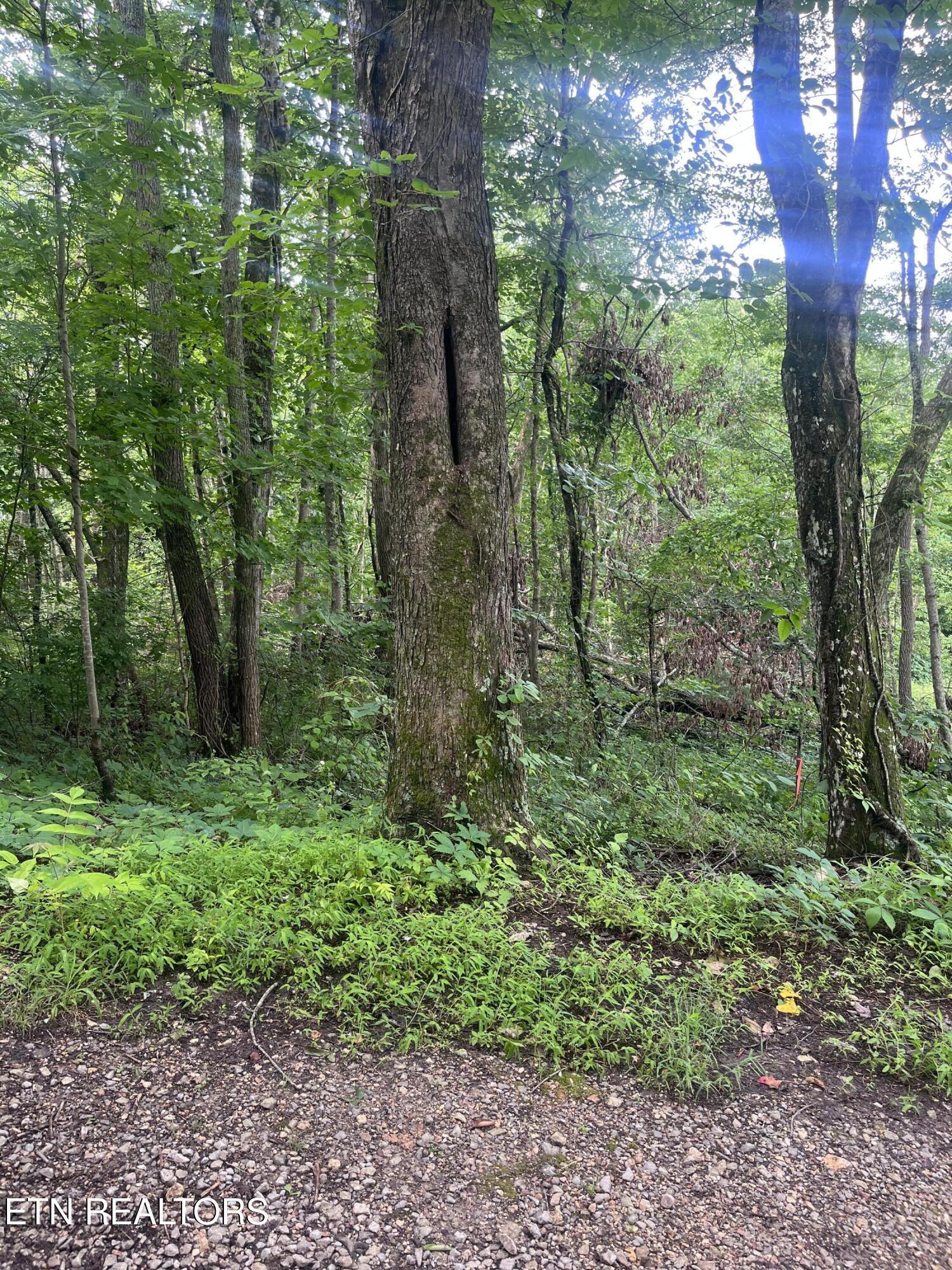TBD Barker Rd, New Tazewell, TN - Norris Lake Real Estate - Image# 28