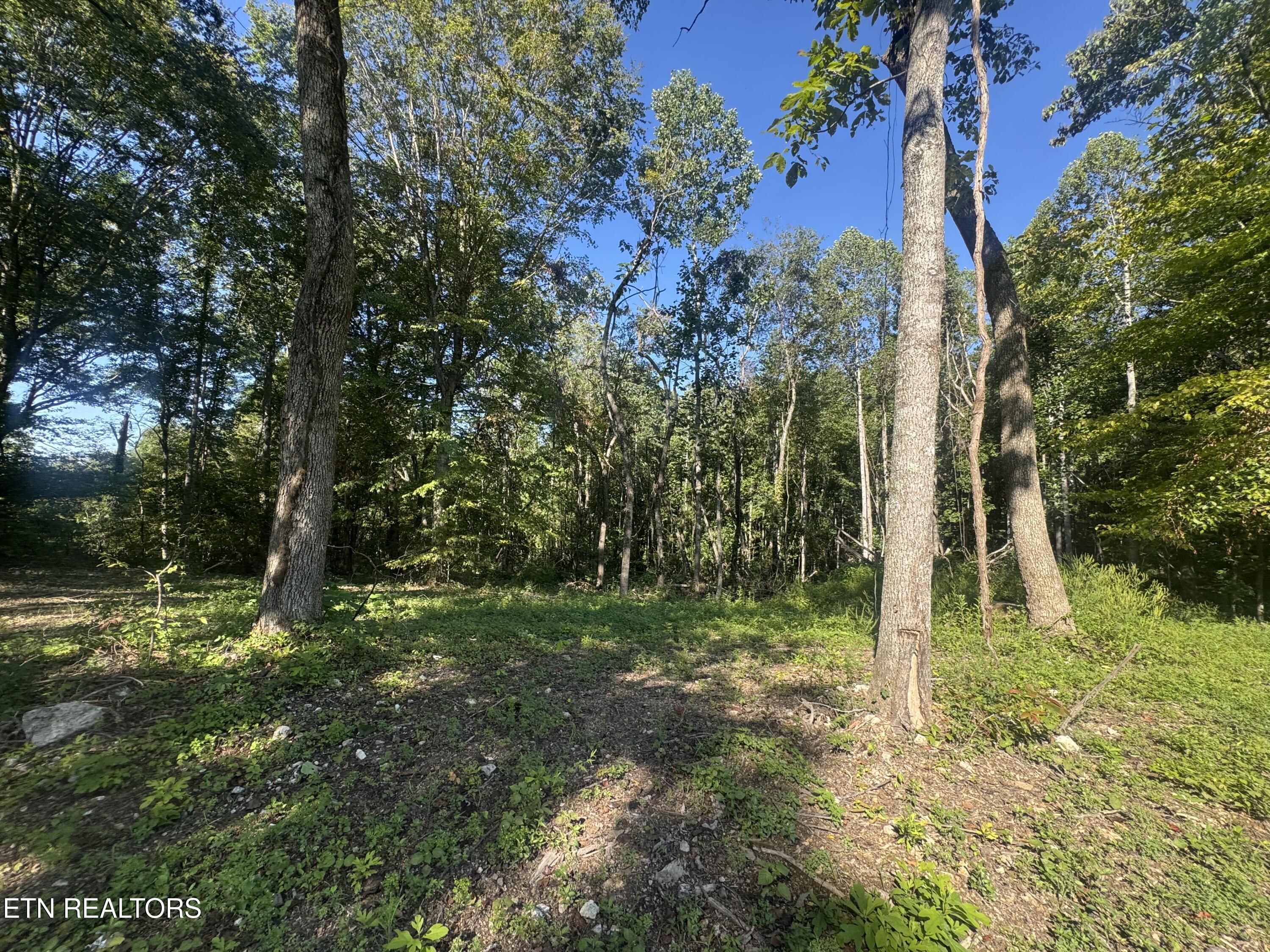 Norris Lake Real Estate - Image# 6