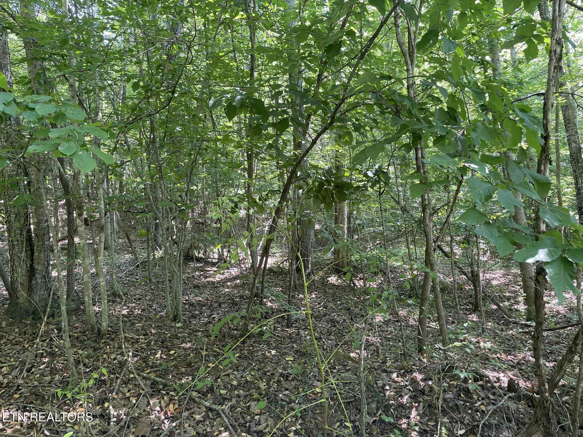 LOT 532 Whistle Valley Rd, New Tazewell, TN - Norris Lake Real Estate - Image# 1