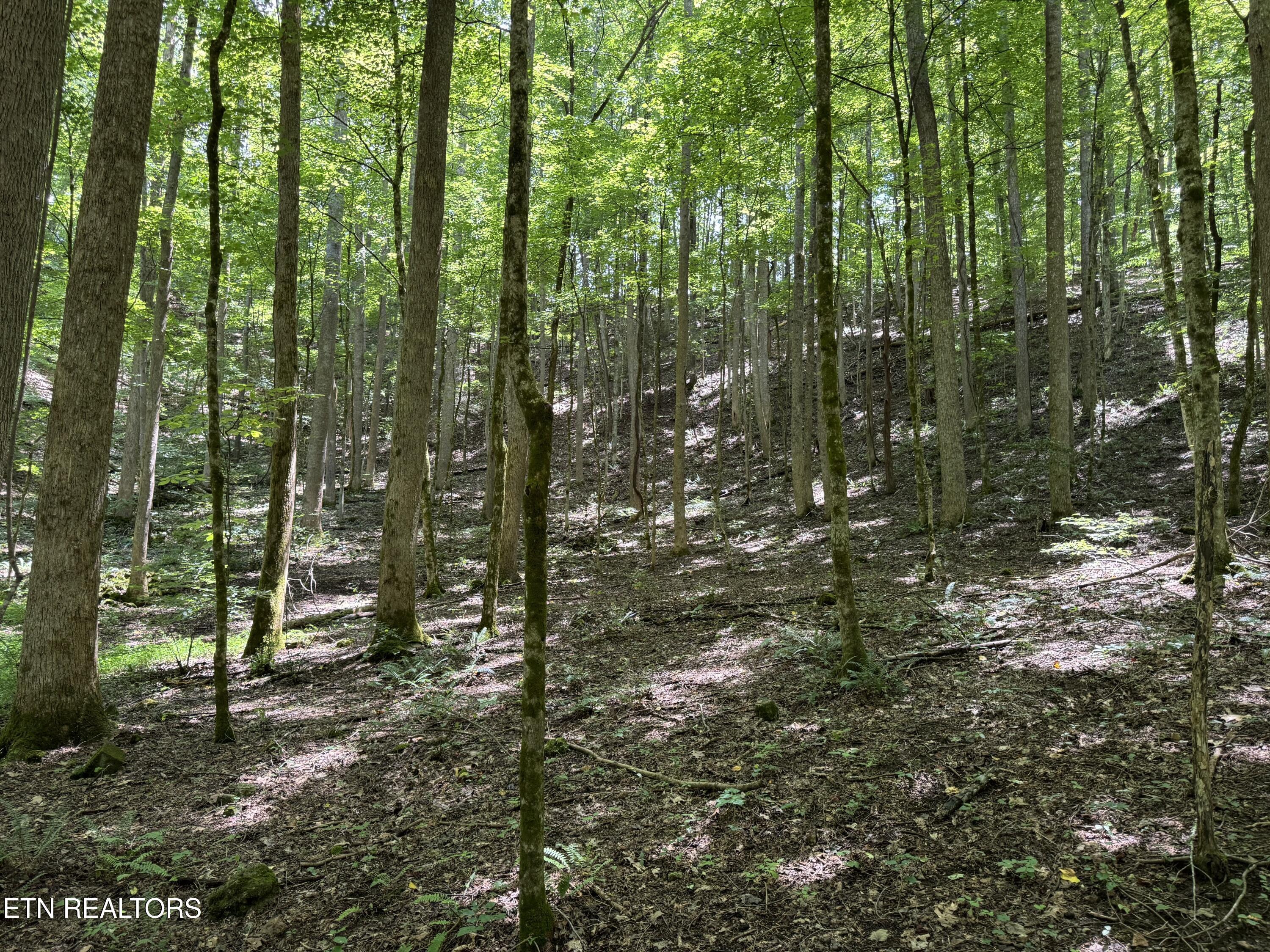 848 Cove Norris Rd, Caryville, TN - Norris Lake Real Estate - Image# 48