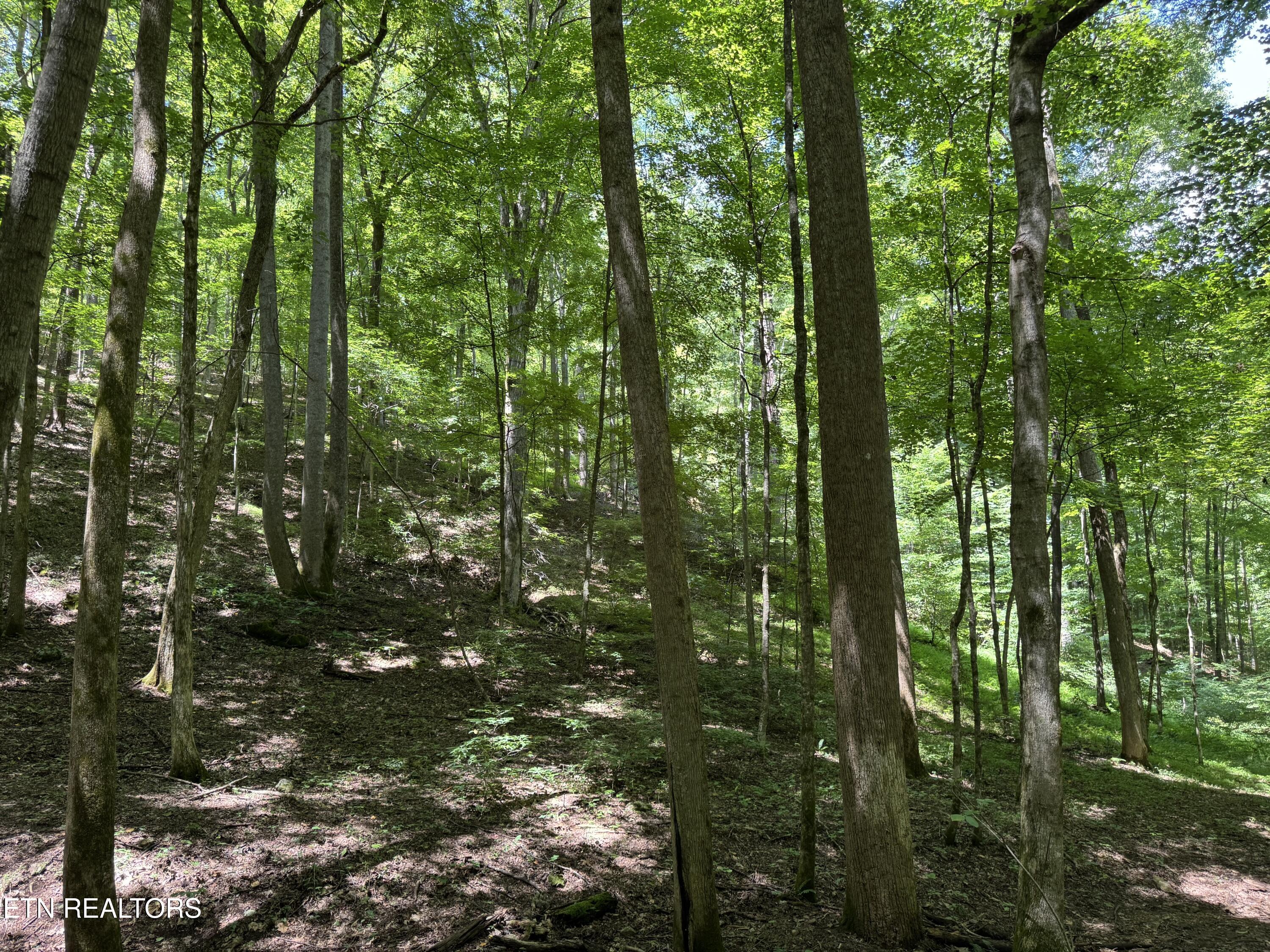 848 Cove Norris Rd, Caryville, TN - Norris Lake Real Estate - Image# 49