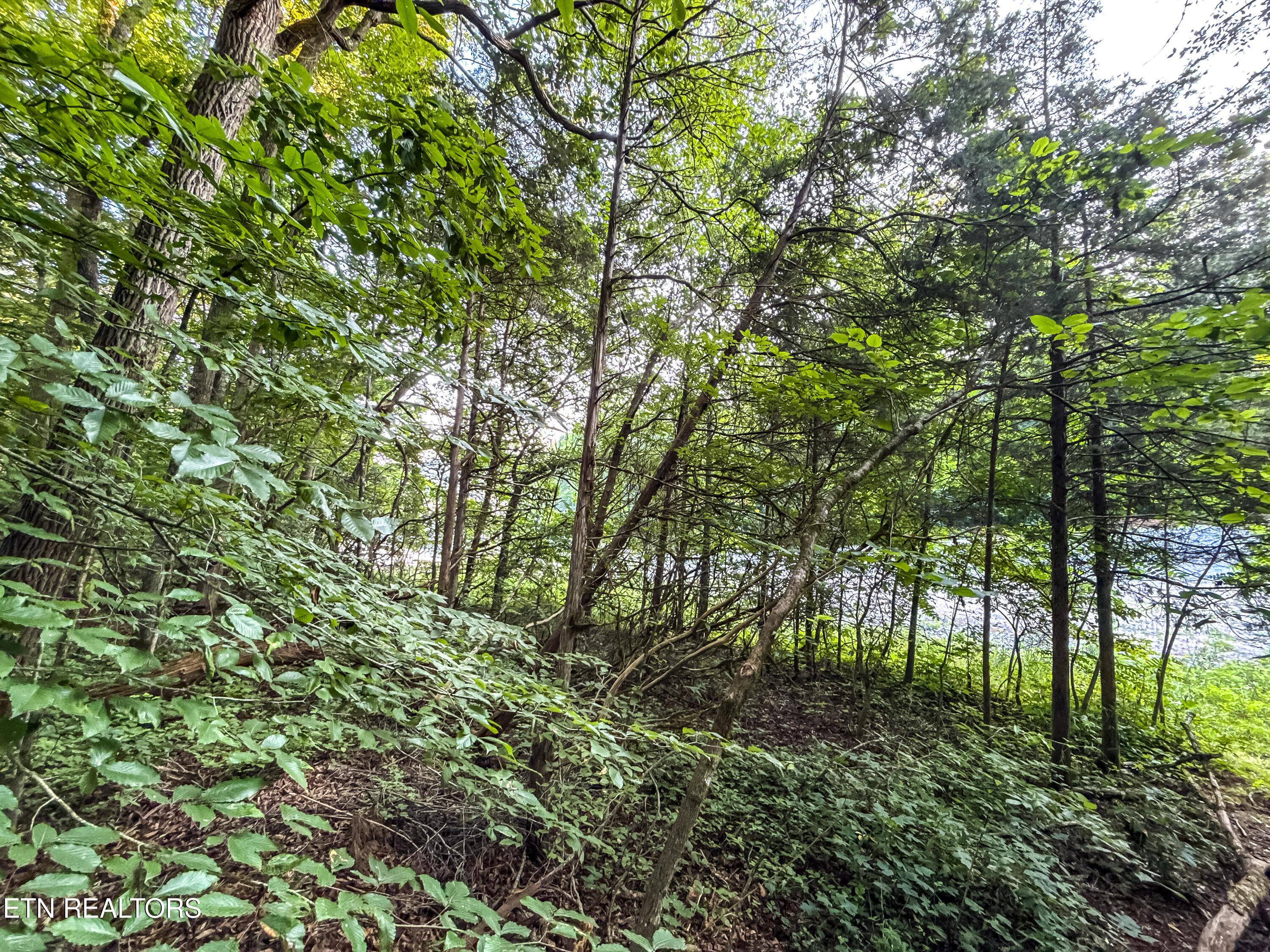 Norris Lake Real Estate - Image# 26