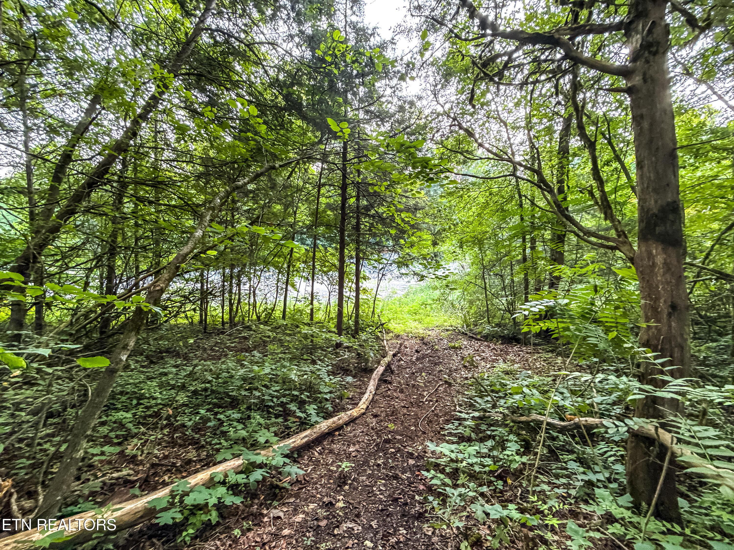 Norris Lake Real Estate - Image# 27