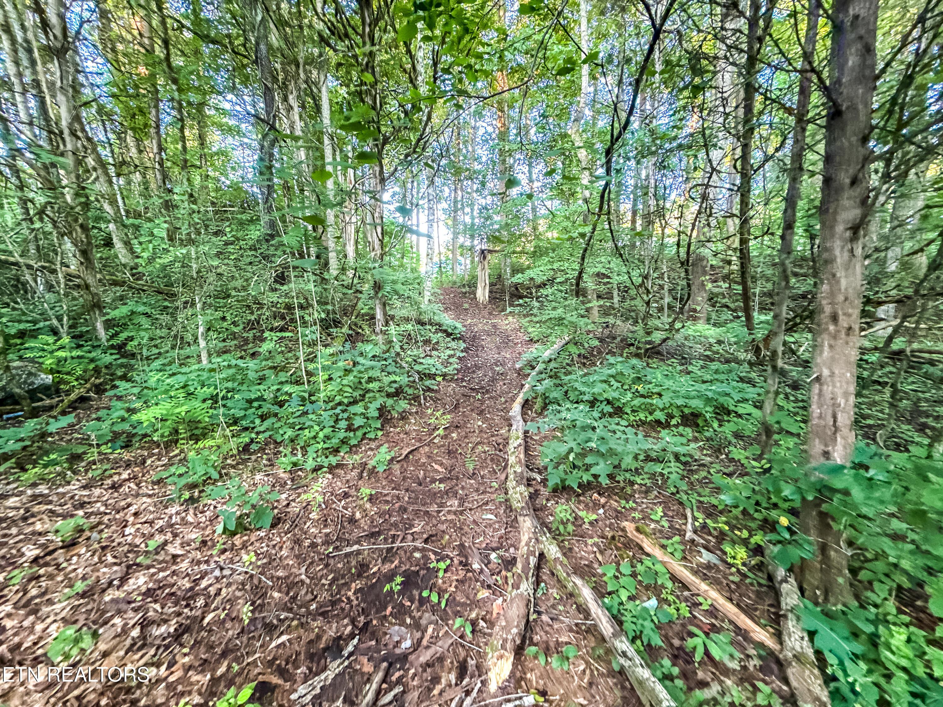 Norris Lake Real Estate - Image# 30