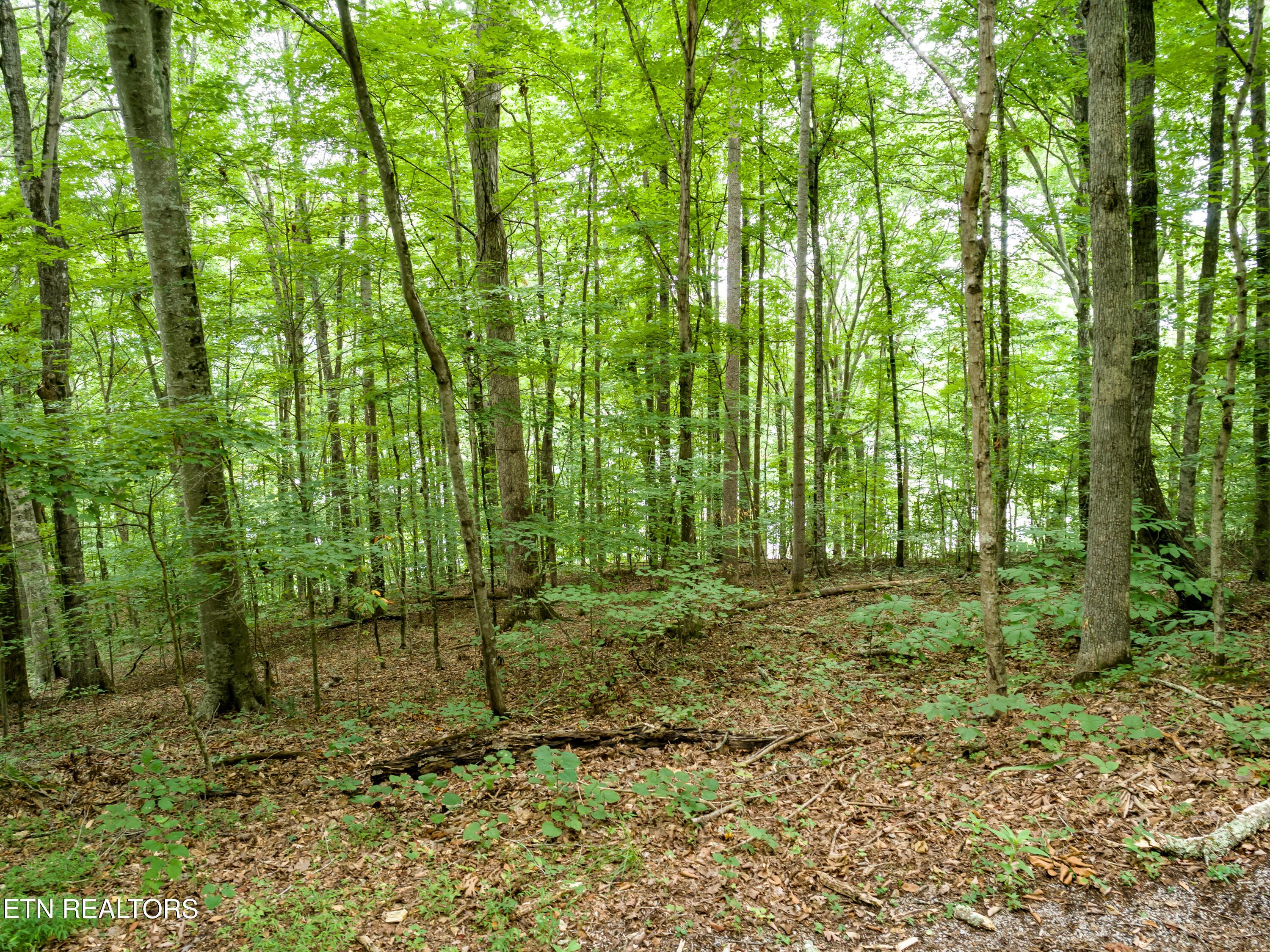 Lot 17 Tumbling Run Rd, Maynardville, TN - Norris Lake Real Estate - Image# 3
