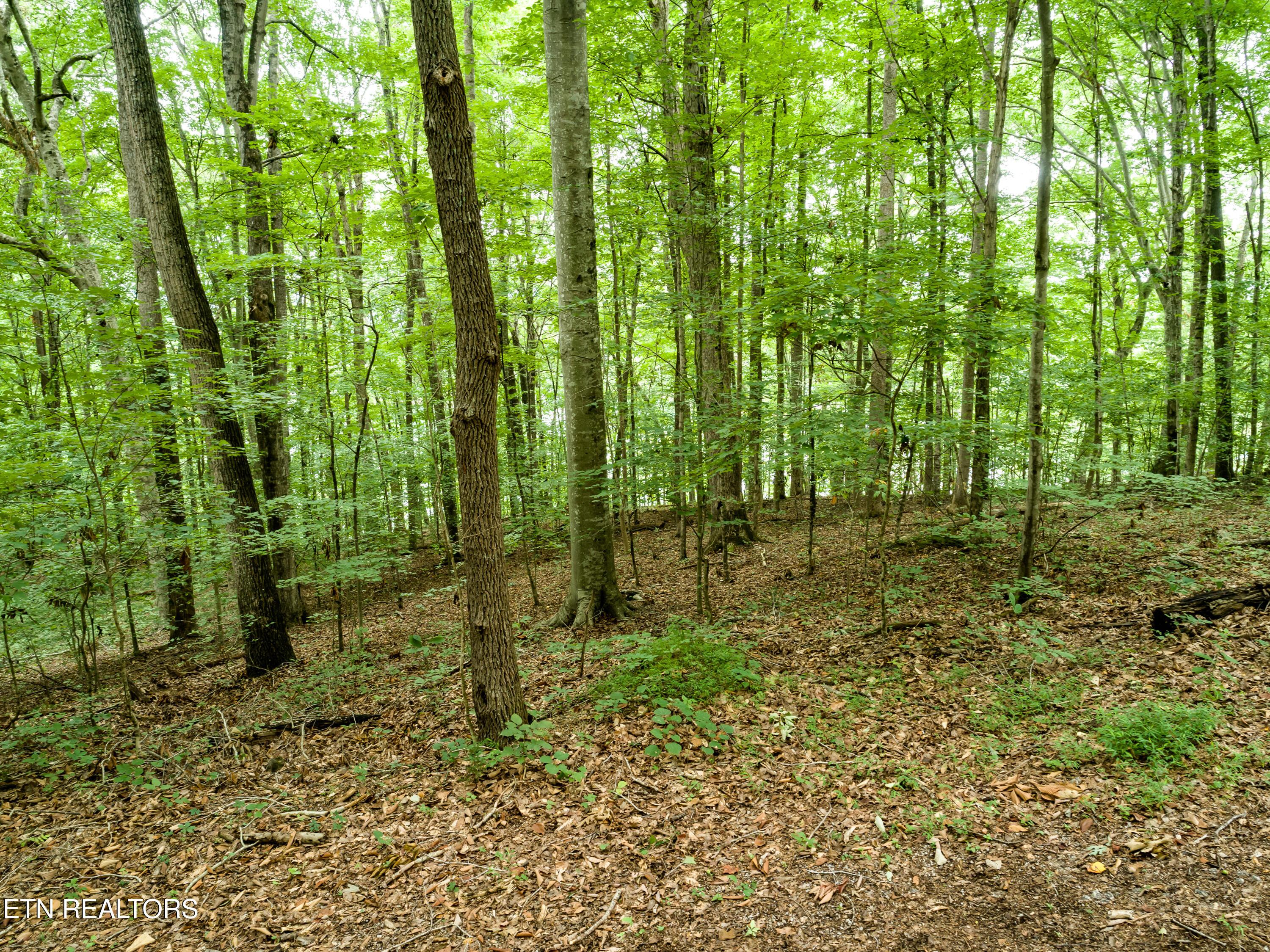 Lot 17 Tumbling Run Rd, Maynardville, TN - Norris Lake Real Estate - Image# 7