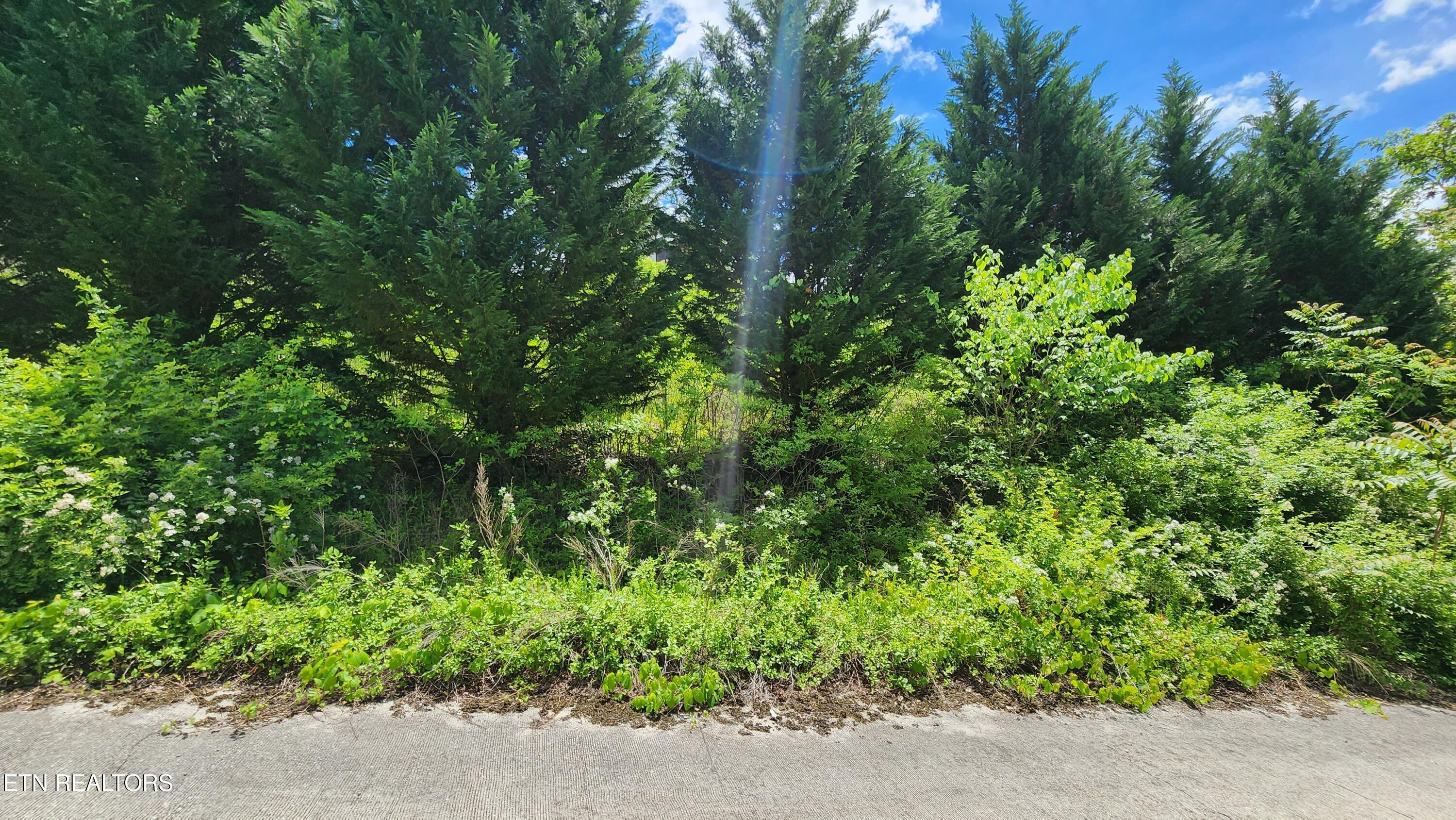 Norris Lake Real Estate - Image# 11