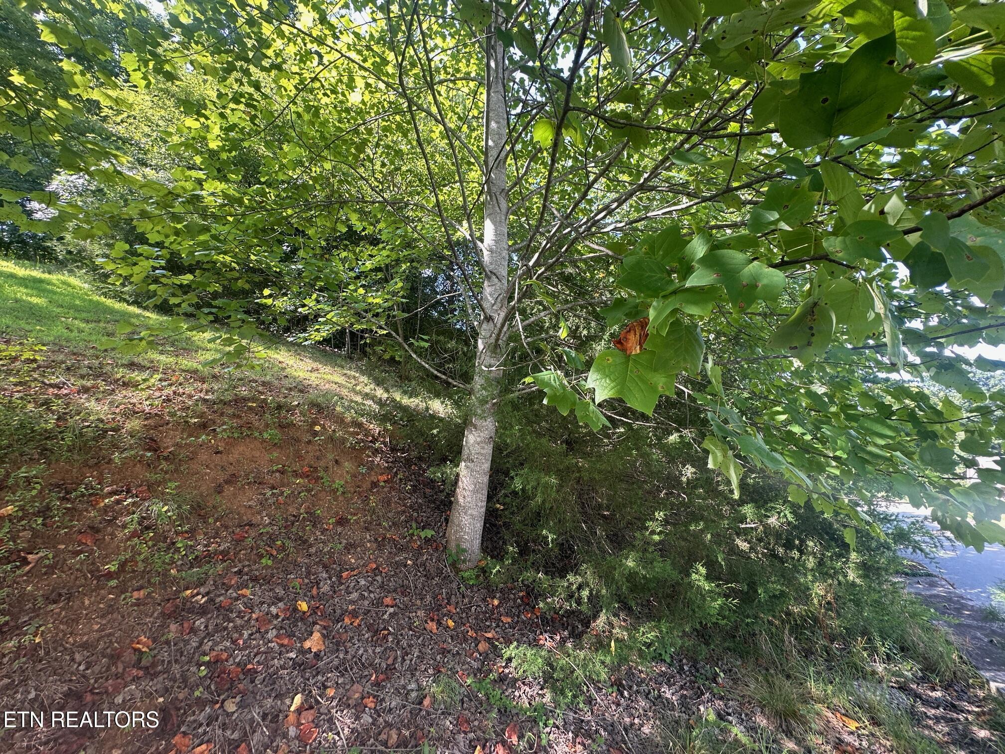 Norris Crest Drive, Lafollette, TN - Norris Lake Real Estate - Image# 21