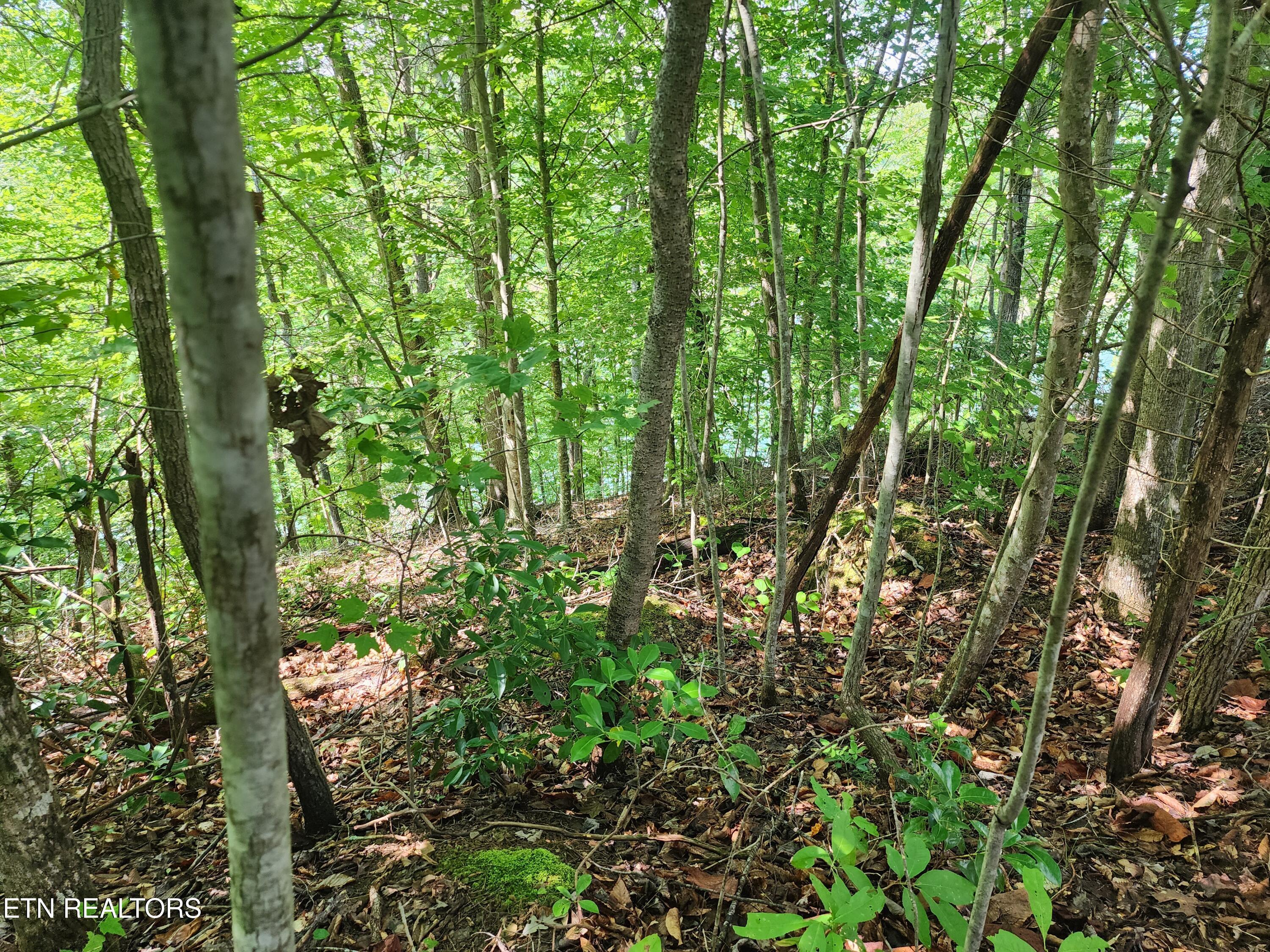 26 lot Rockfish Point, New Tazewell, TN - Norris Lake Real Estate - Image# 3