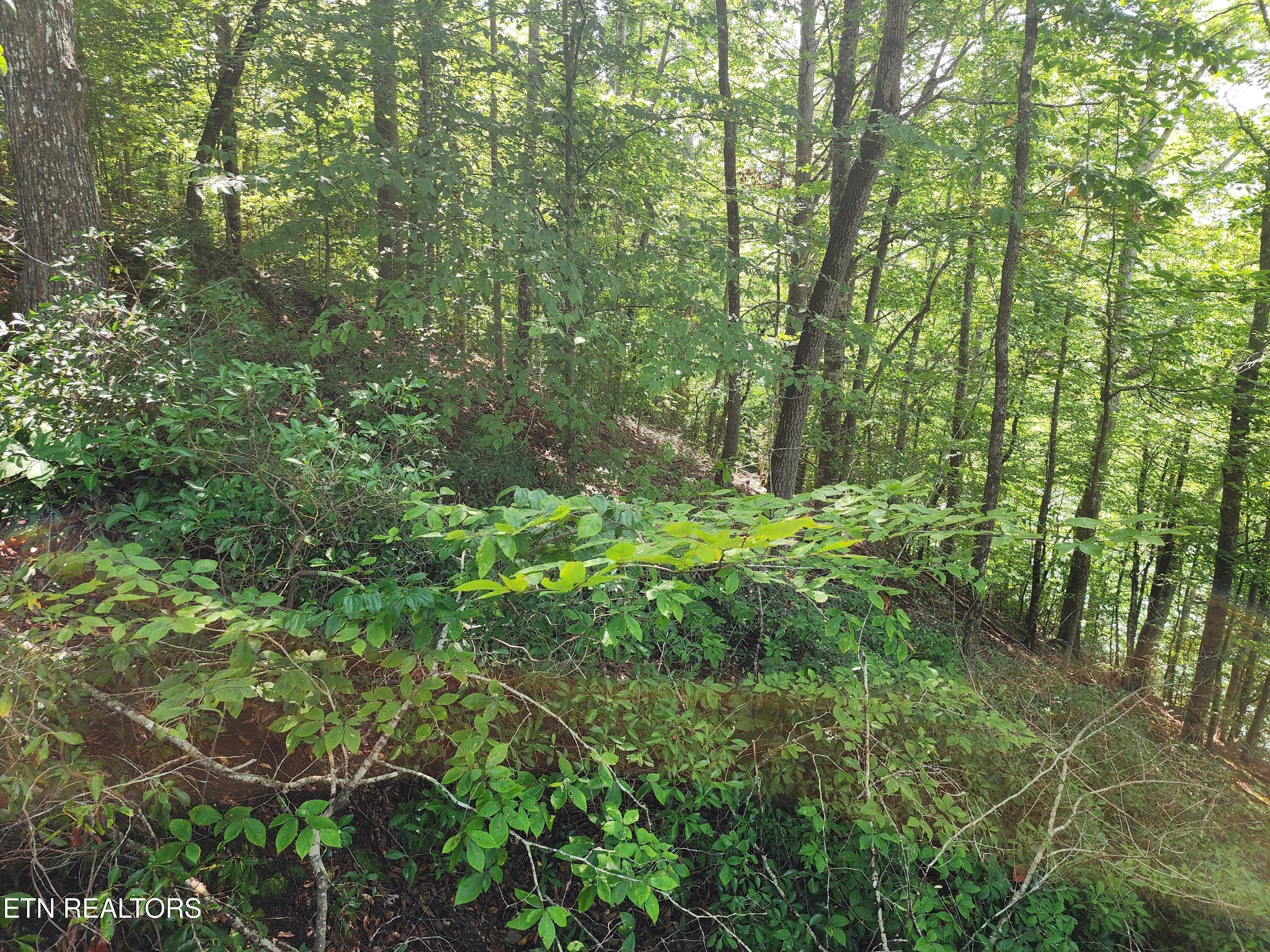 26 lot Rockfish Point, New Tazewell, TN - Norris Lake Real Estate - Image# 4