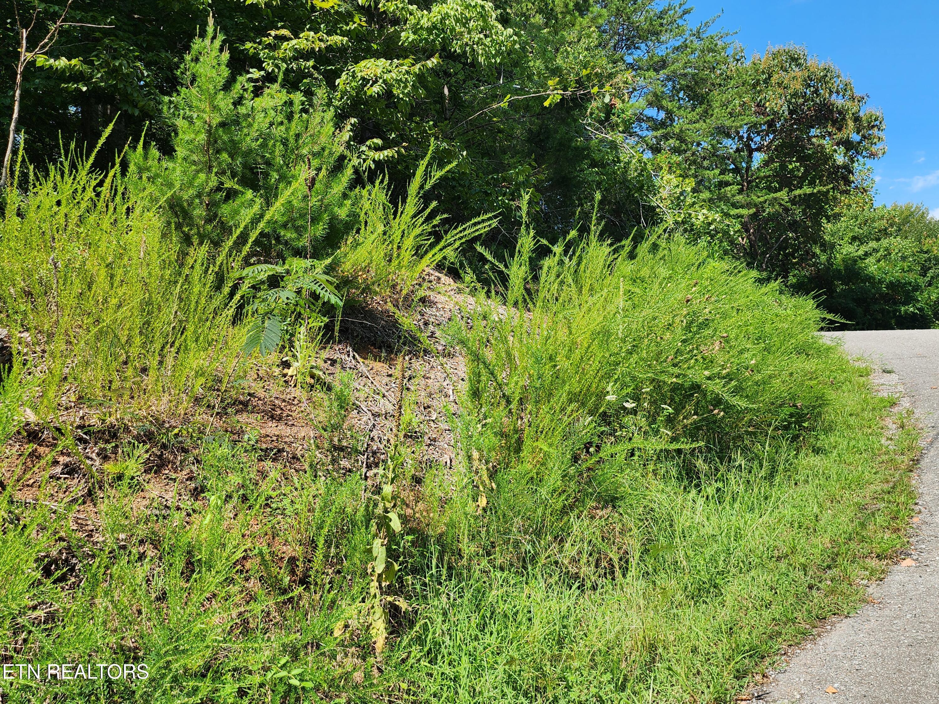 26 lot Rockfish Point, New Tazewell, TN - Norris Lake Real Estate - Image# 5