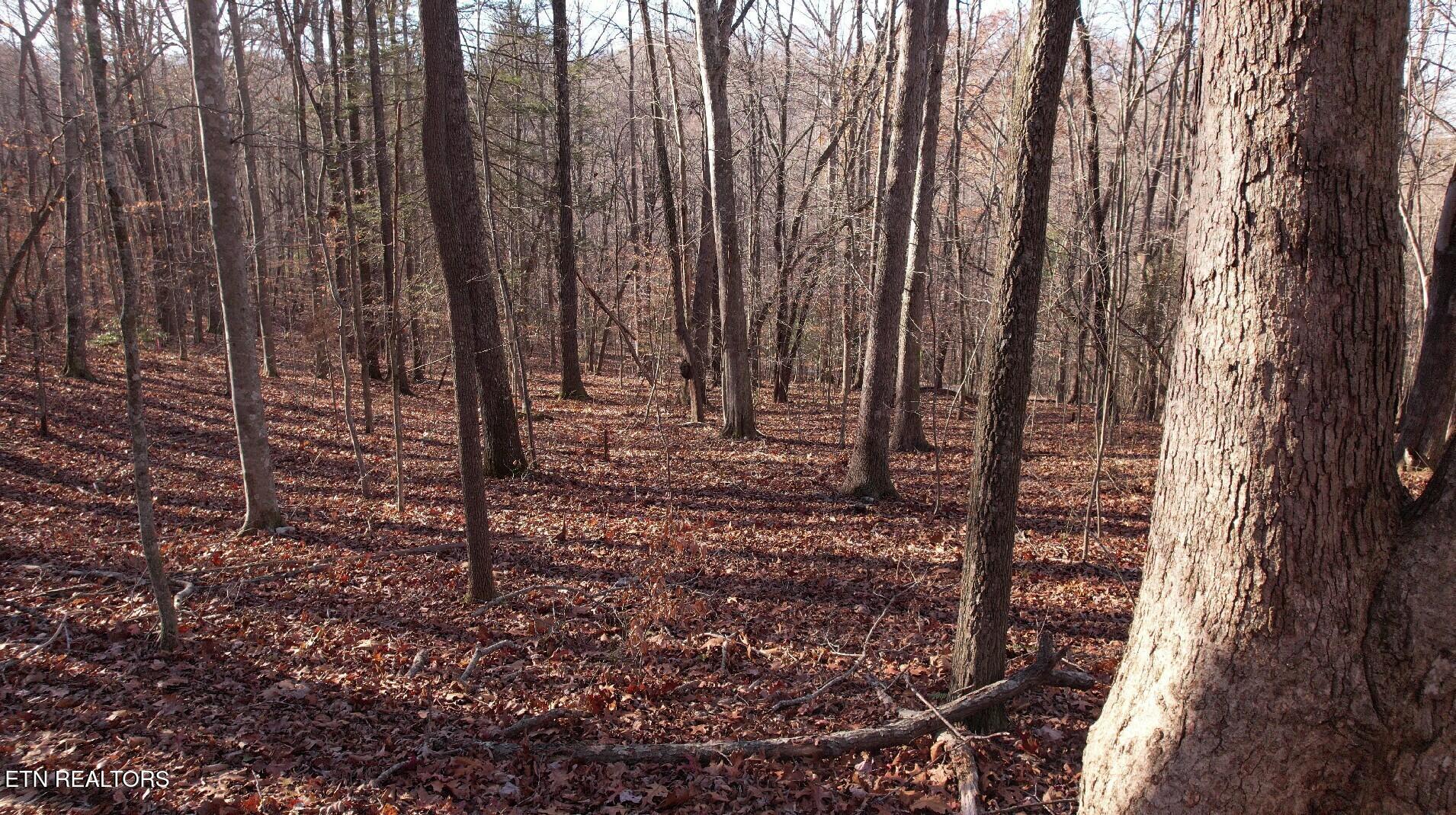 Lot 116 Hiwassee View Drive, Jacksboro, TN - Norris Lake Real Estate - Image# 3