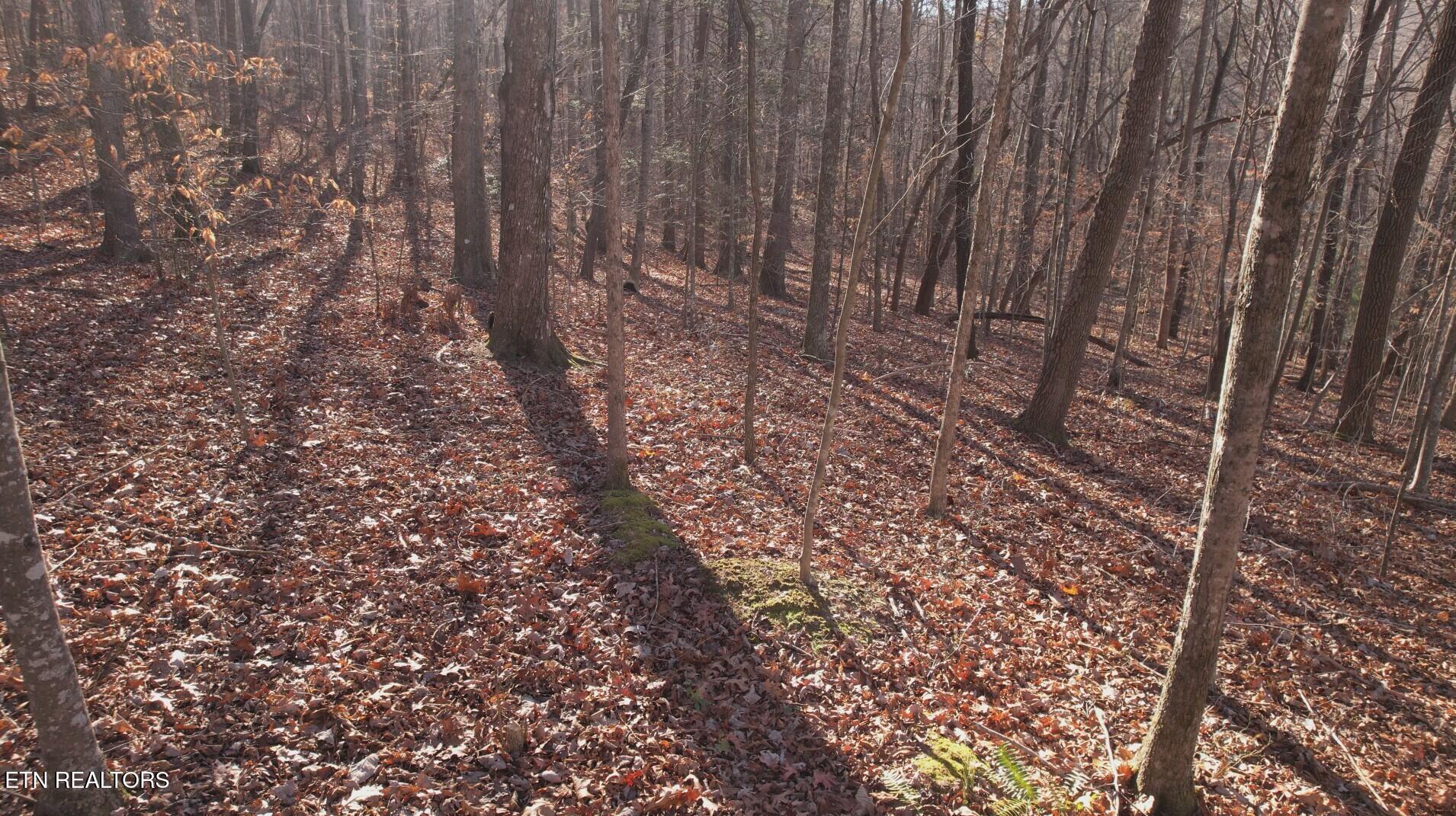 Lot 116 Hiwassee View Drive, Jacksboro, TN - Norris Lake Real Estate - Image# 4