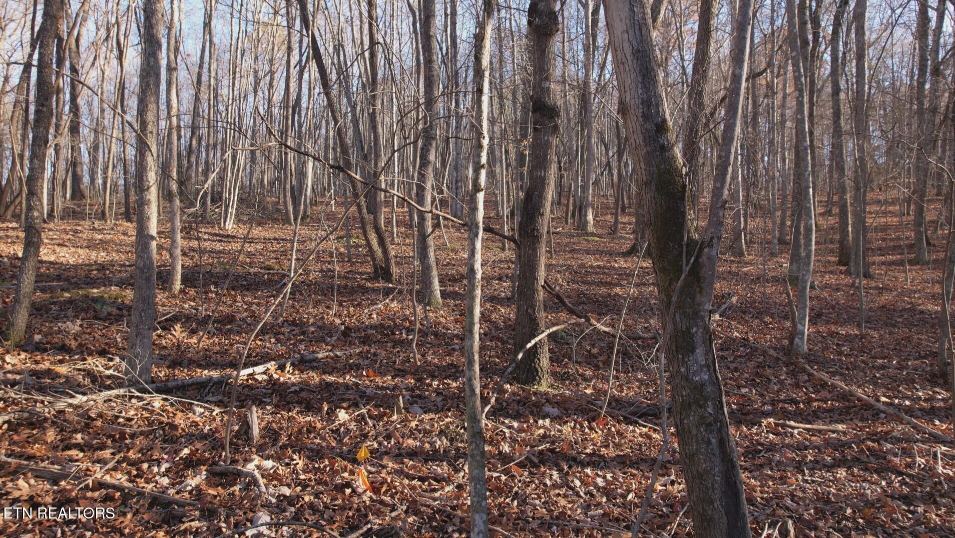 Lot 117 Hiwassee View Drive, Jacksboro, TN - Norris Lake Real Estate - Image# 7