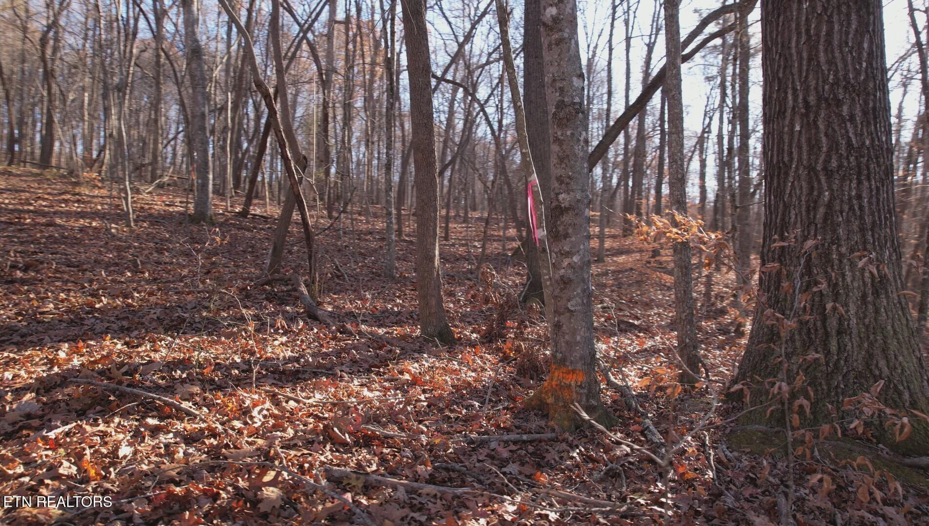Lot 117 Hiwassee View Drive, Jacksboro, TN - Norris Lake Real Estate - Image# 8