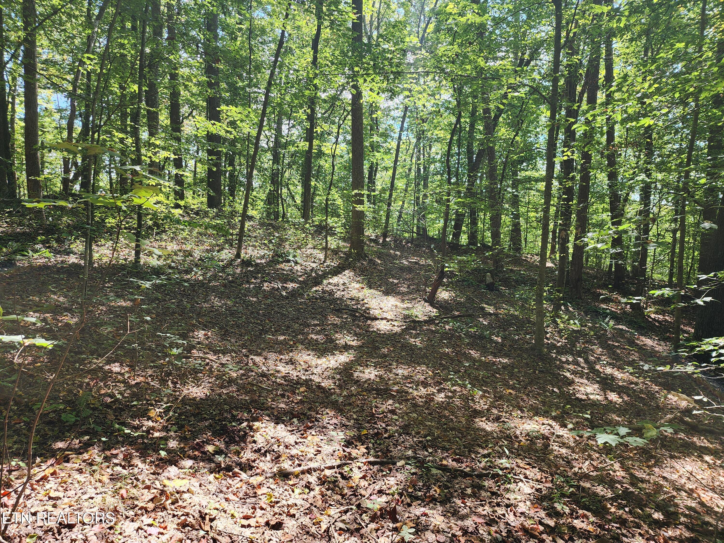 Timber Ridge Rd, Sharps Chapel, TN - Norris Lake Real Estate - Image# 10