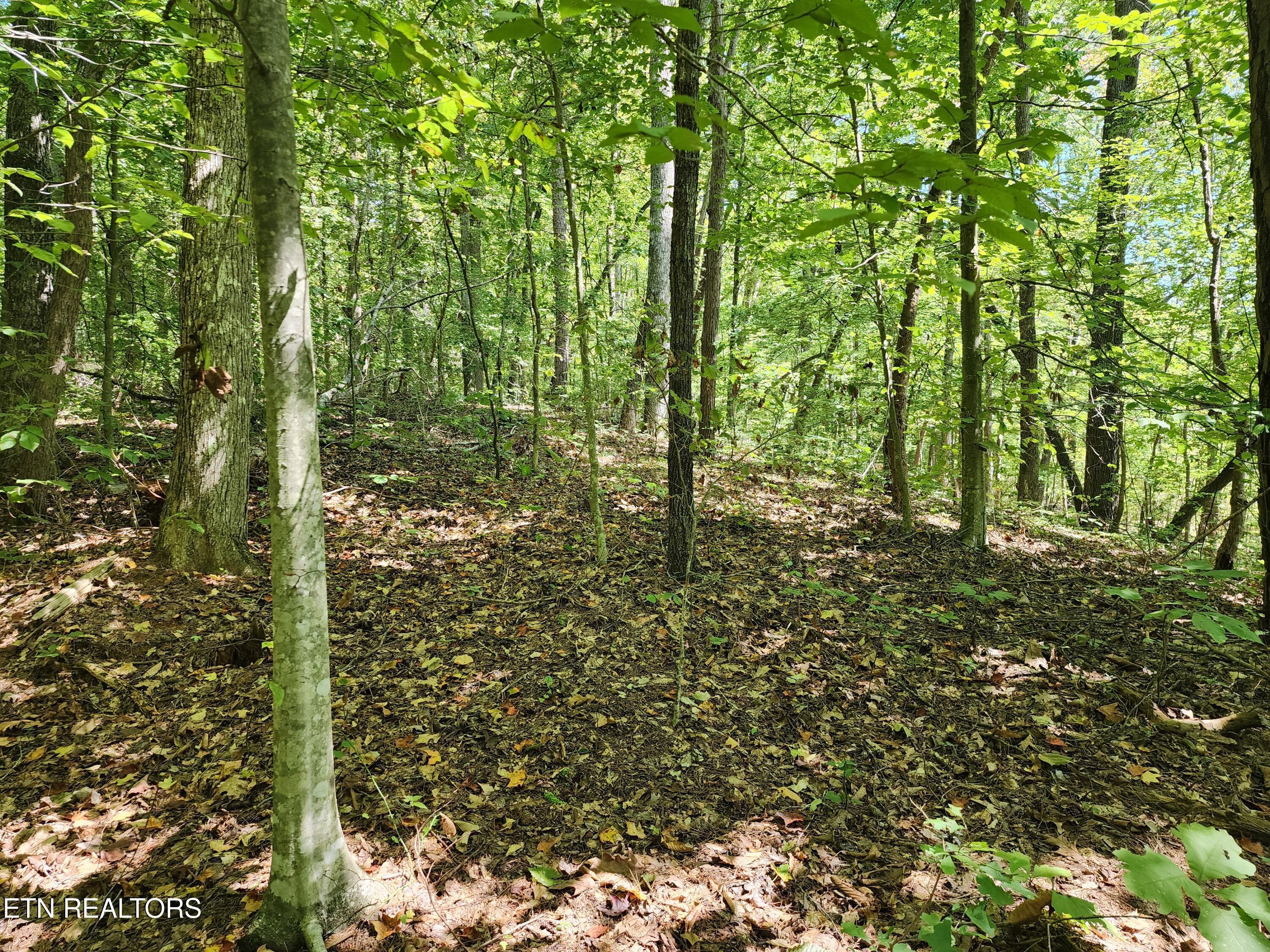 Timber Ridge Rd, Sharps Chapel, TN - Norris Lake Real Estate - Image# 9