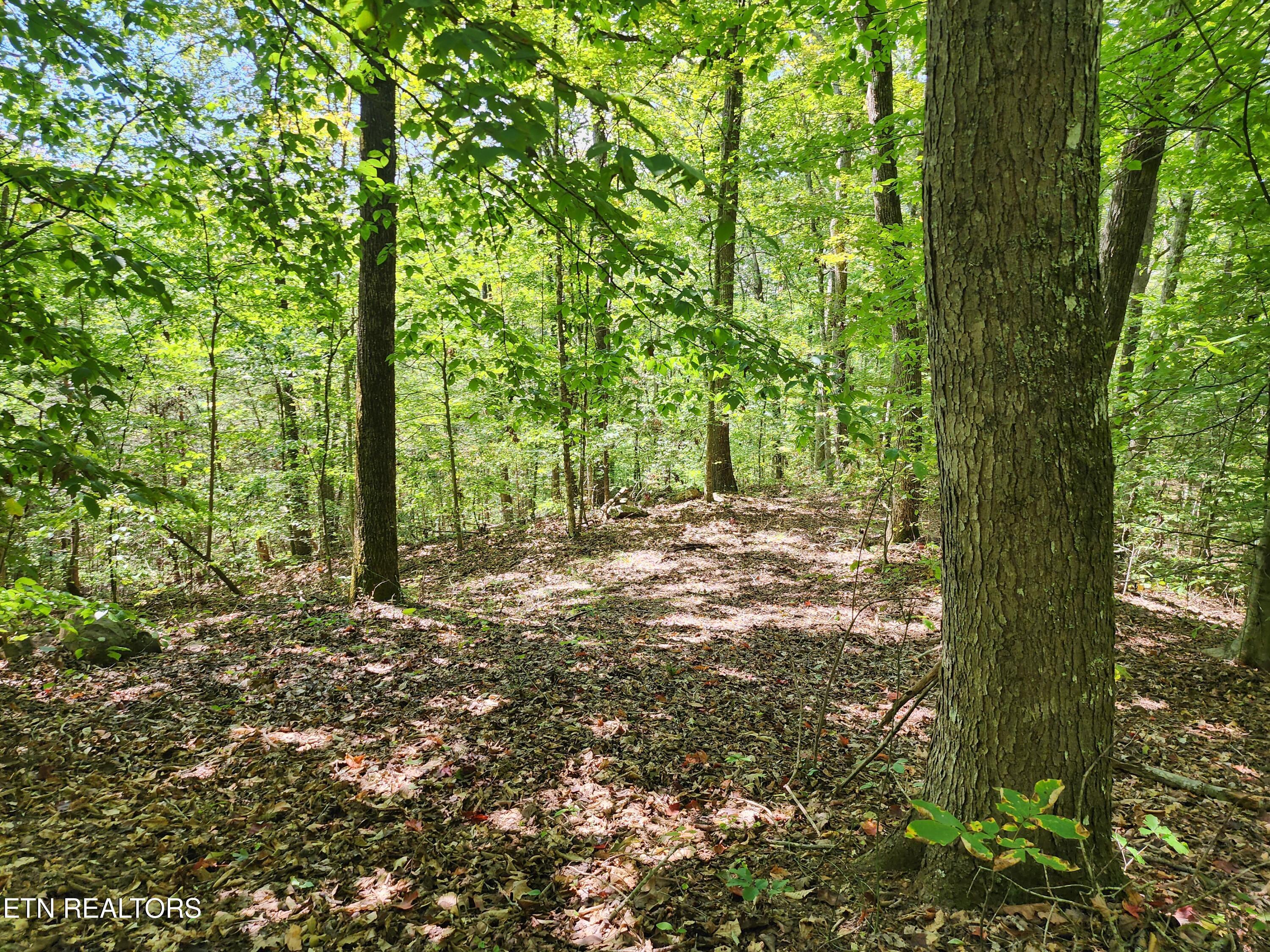 Timber Ridge Rd, Sharps Chapel, TN - Norris Lake Real Estate - Image# 8