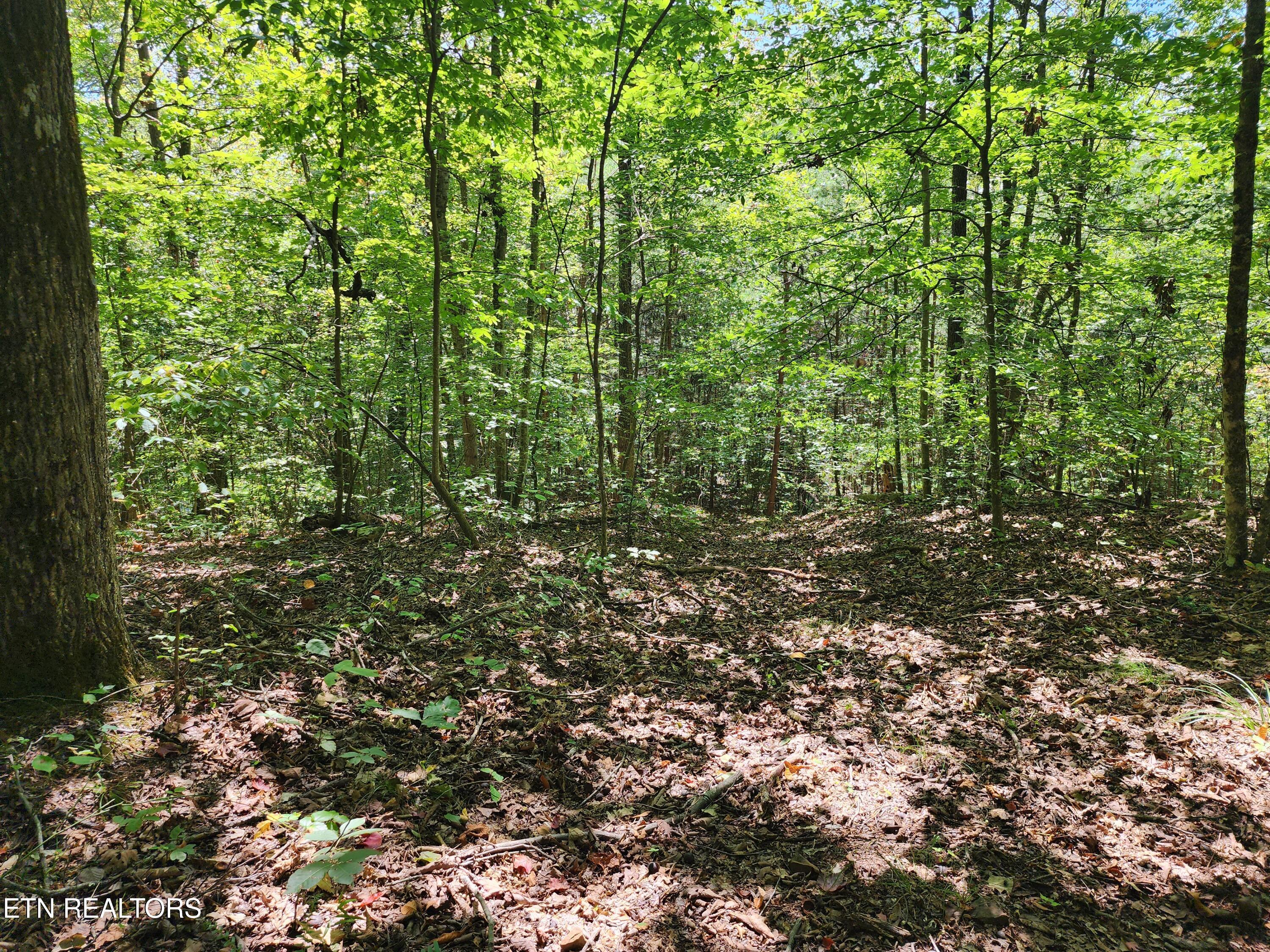 Timber Ridge Rd, Sharps Chapel, TN - Norris Lake Real Estate - Image# 7