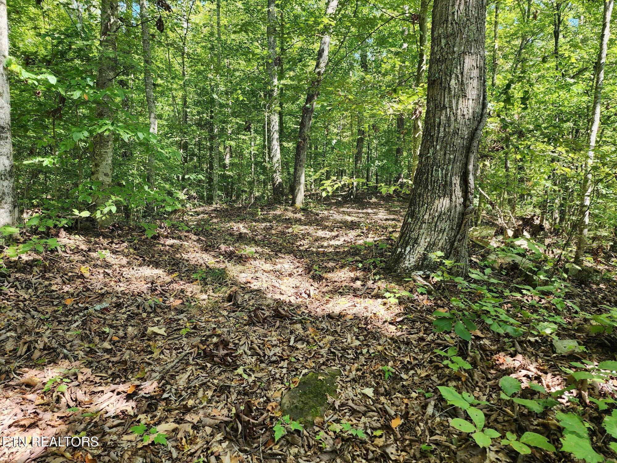 Timber Ridge Rd, Sharps Chapel, TN - Norris Lake Real Estate - Image# 6