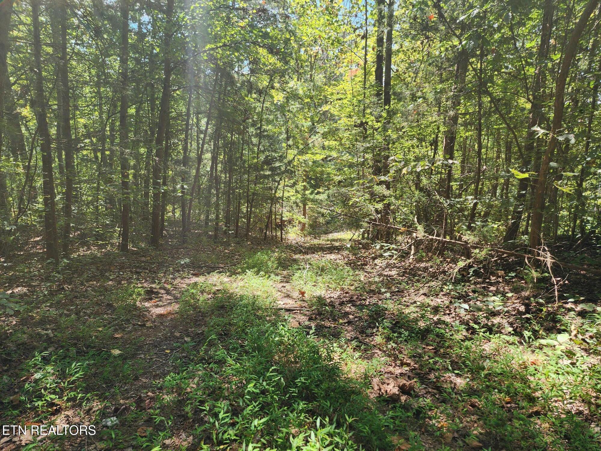 Timber Ridge Rd, Sharps Chapel, TN - Norris Lake Real Estate - Image# 11