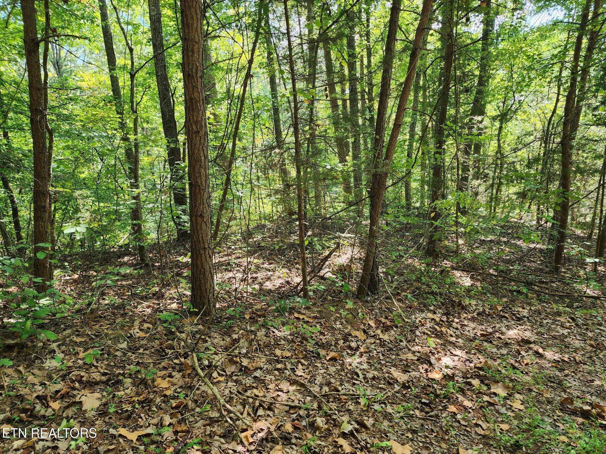 Timber Ridge Rd, Sharps Chapel, TN - Norris Lake Real Estate - Image# 12