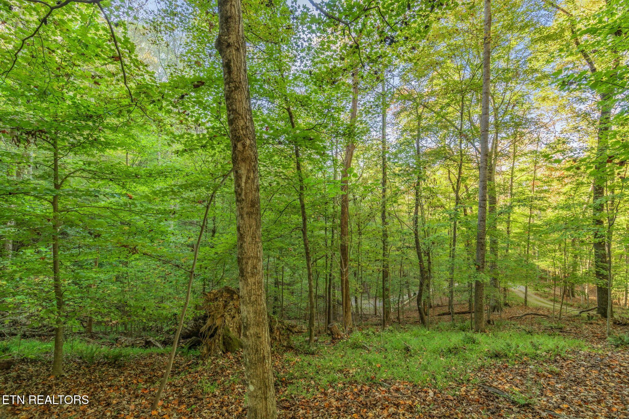Norris Lake Real Estate - Image# 49