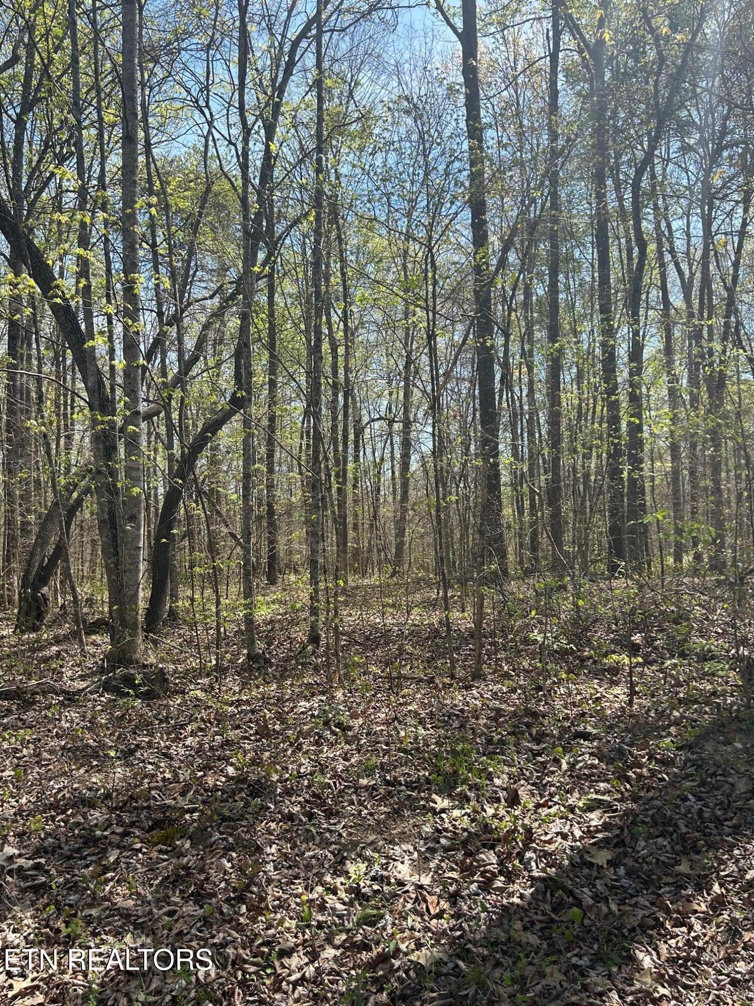 Norris Lake Real Estate - Image# 2