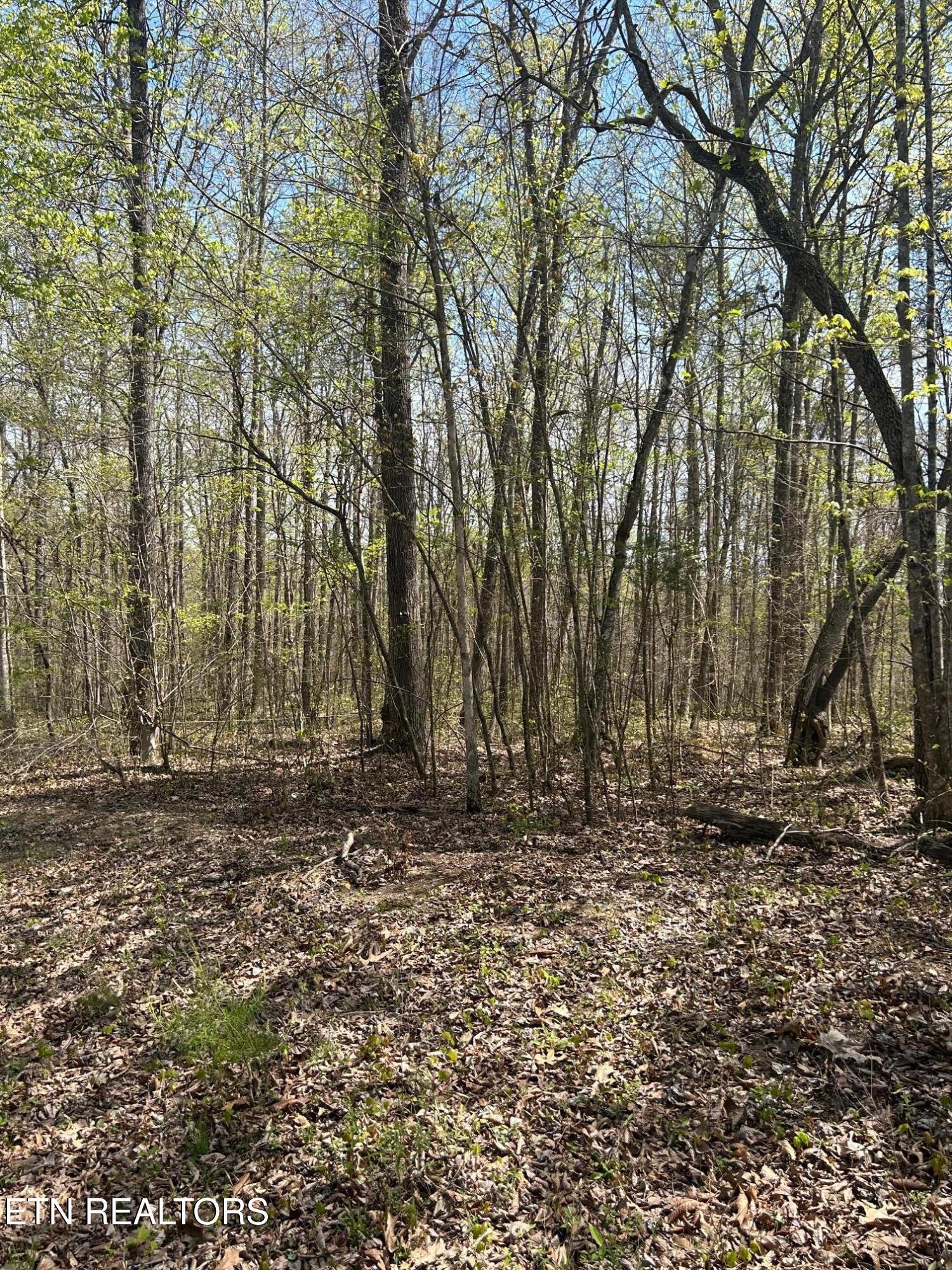 Norris Lake Real Estate - Image# 4