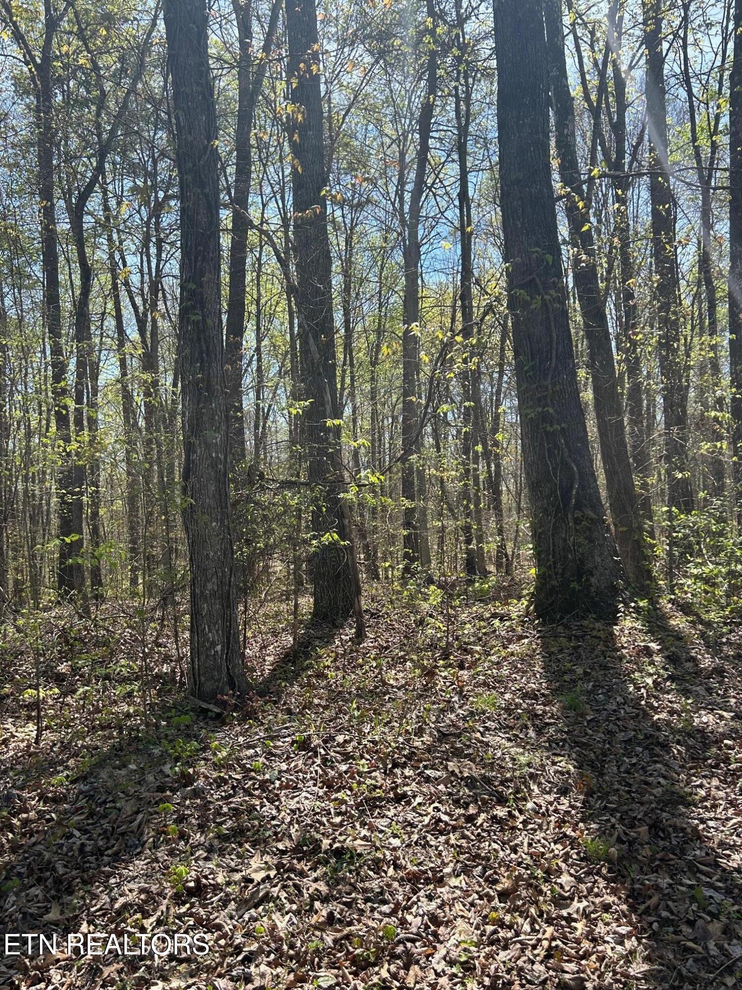 Norris Lake Real Estate - Image# 6