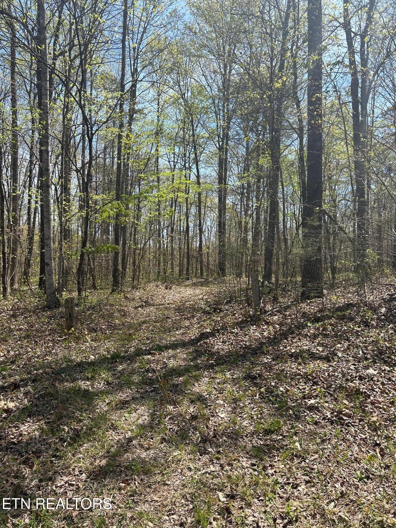 Norris Lake Real Estate - Image# 14