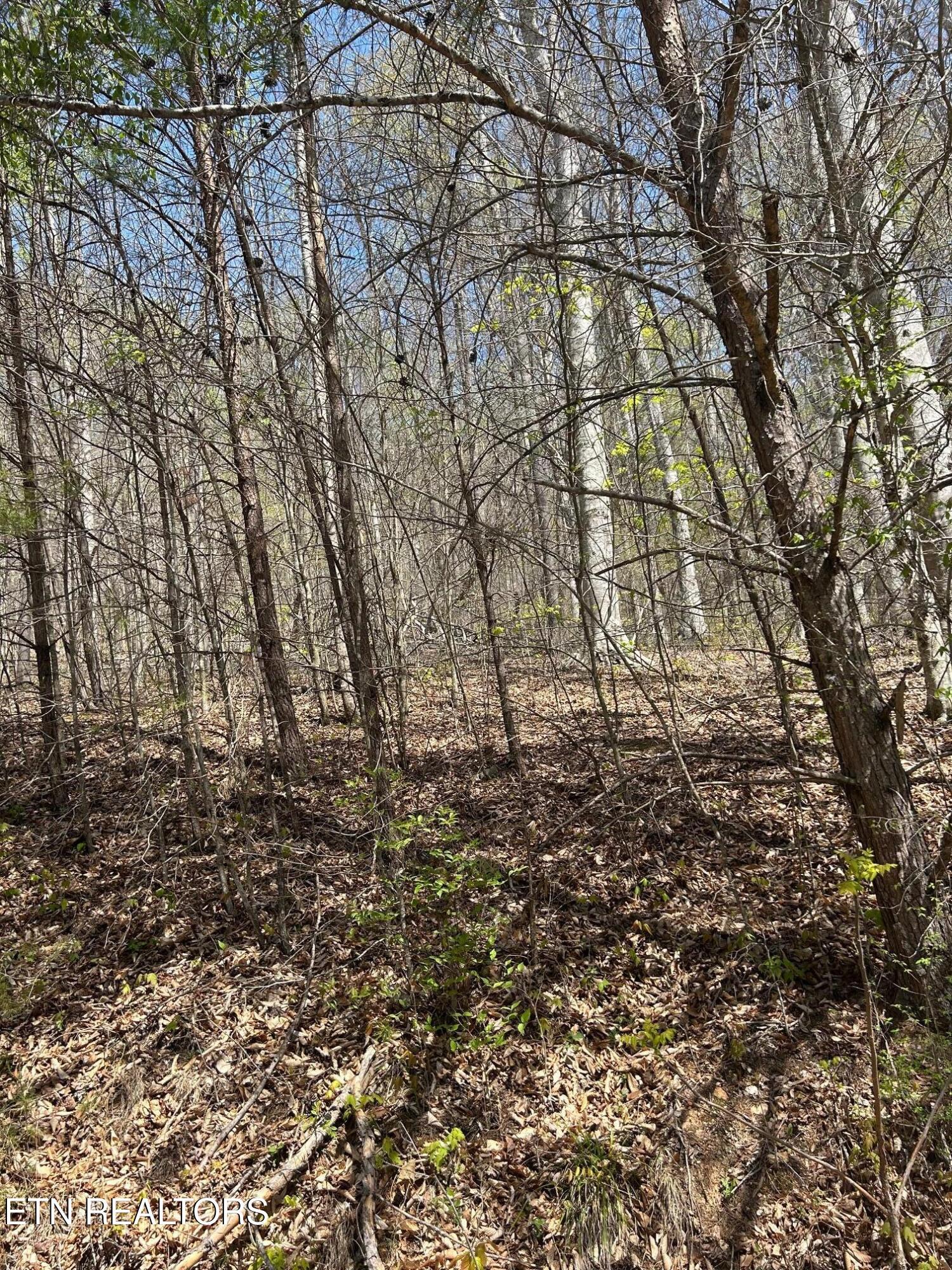 Norris Lake Real Estate - Image# 2