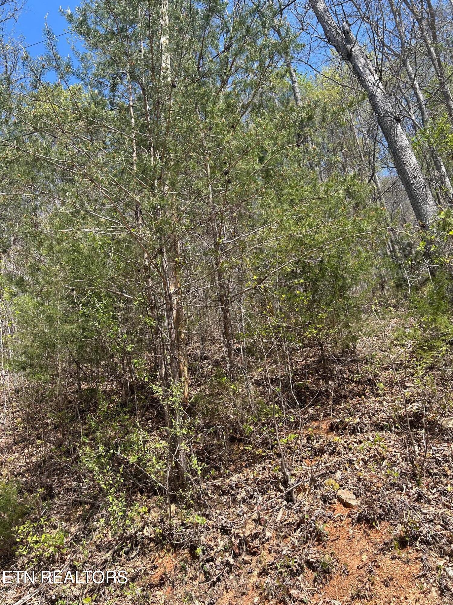 Norris Lake Real Estate - Image# 4