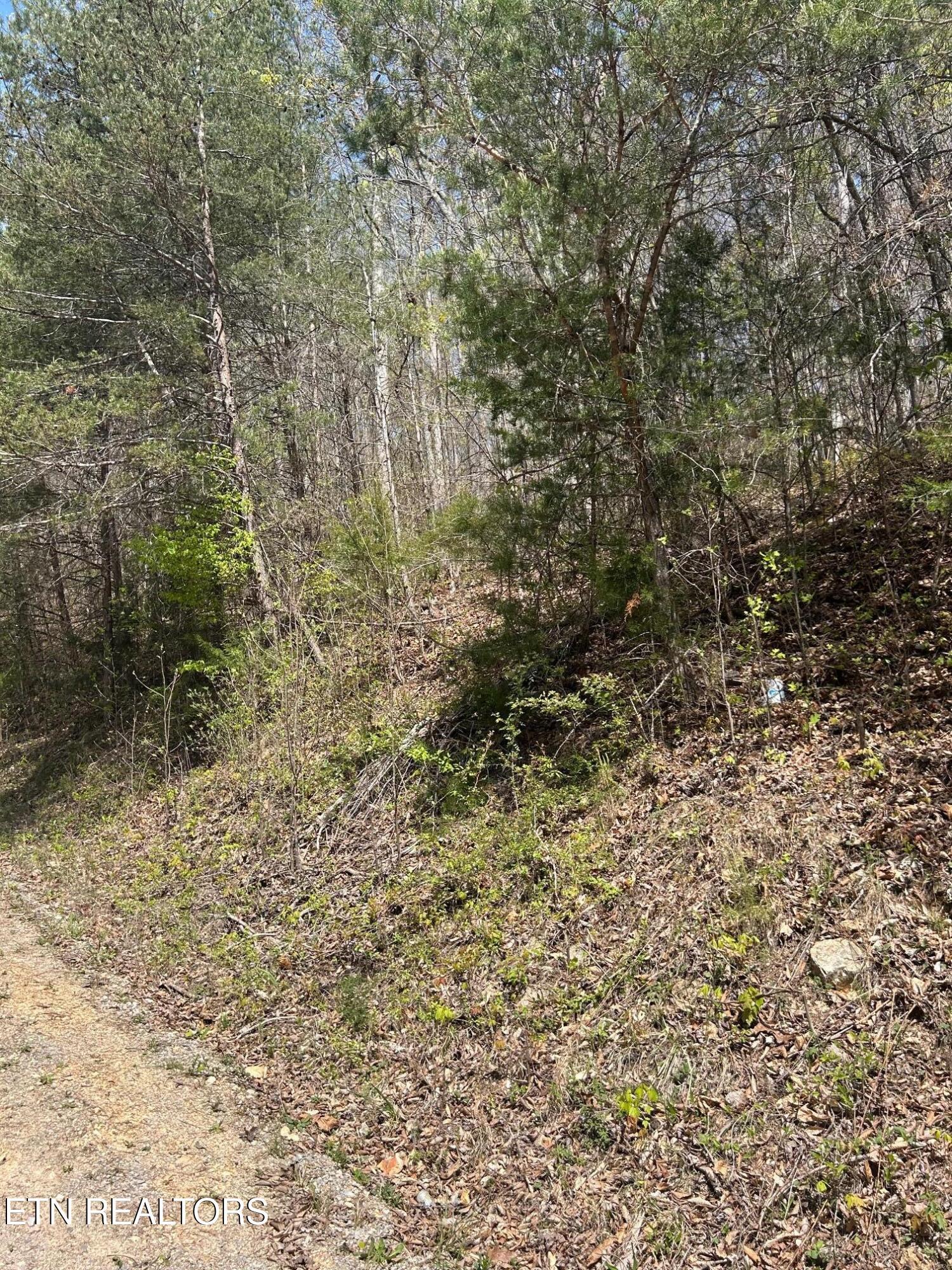 Norris Lake Real Estate - Image# 8