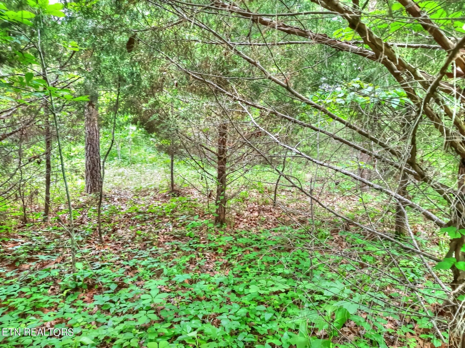 Norris Lake Real Estate - Image# 6