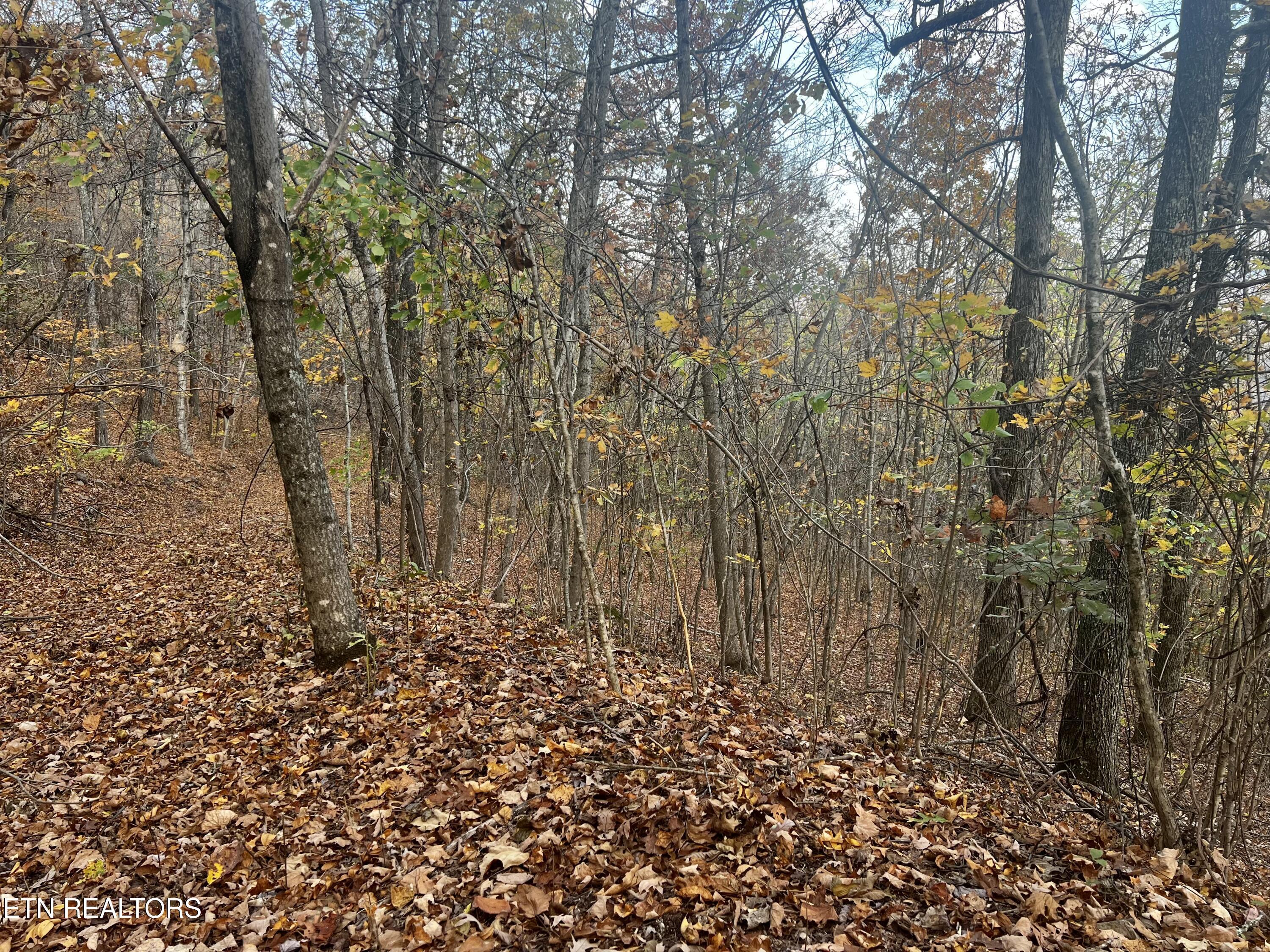 Norris Lake Real Estate - Image# 31